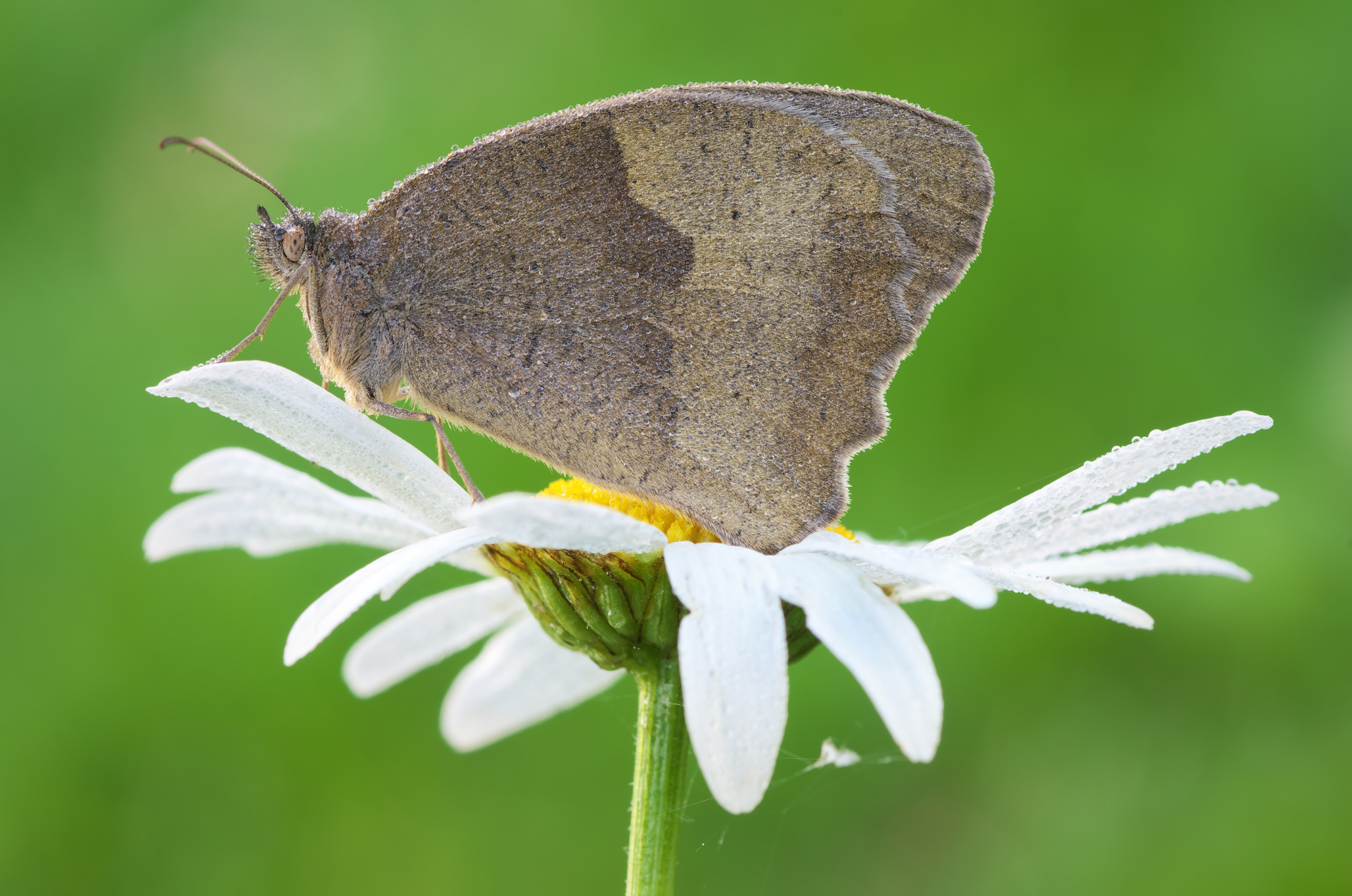 Maniola jurtina