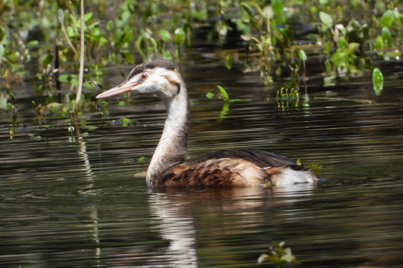 Great crested grebe