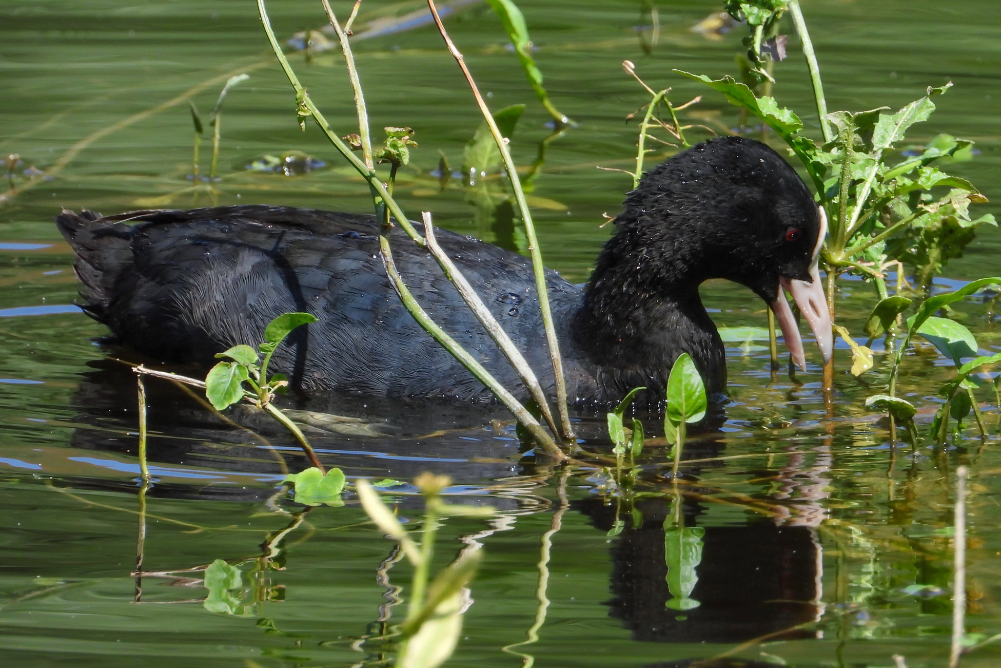 Coot common