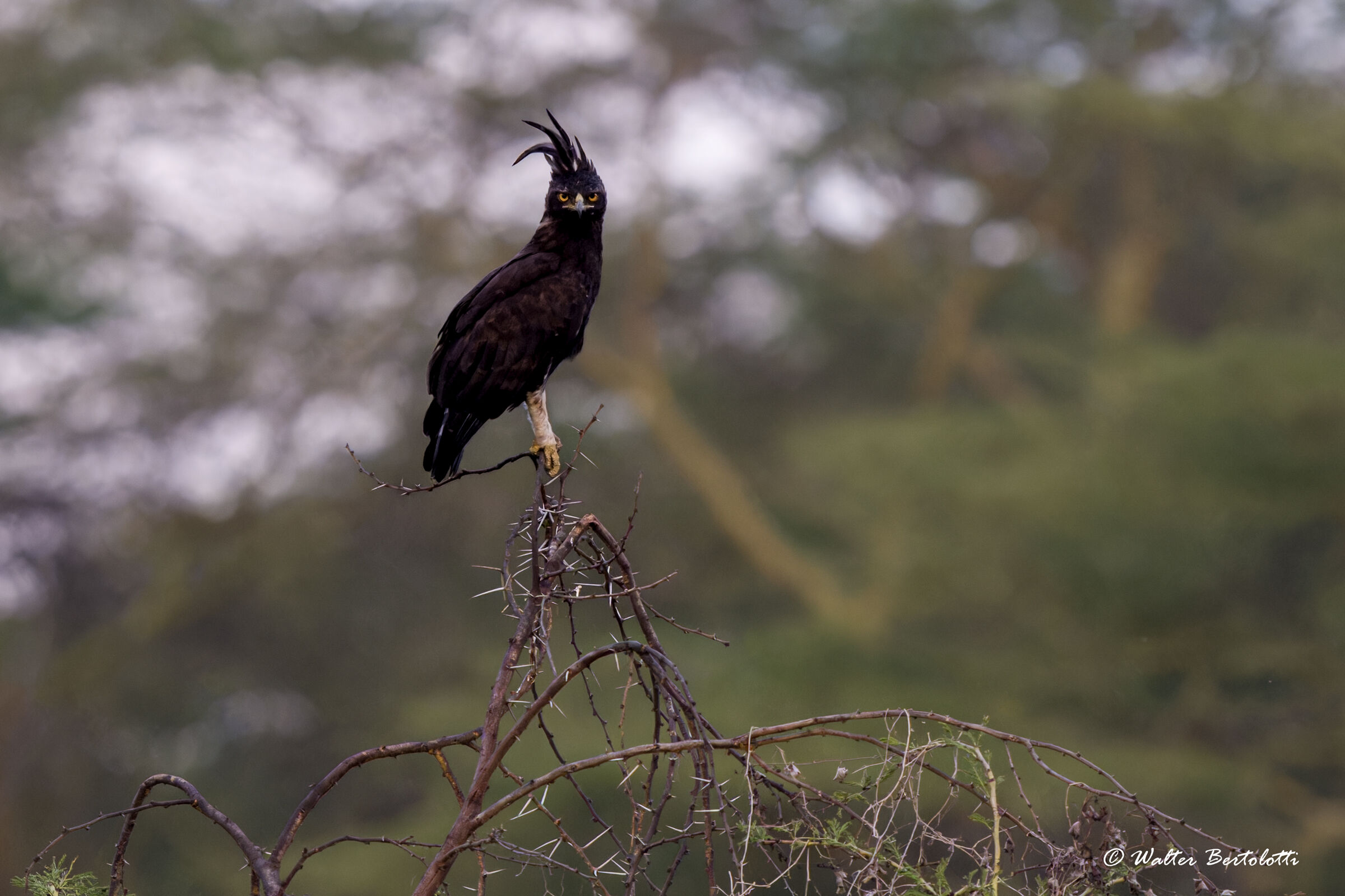 Aquila dal lungo ciuffo