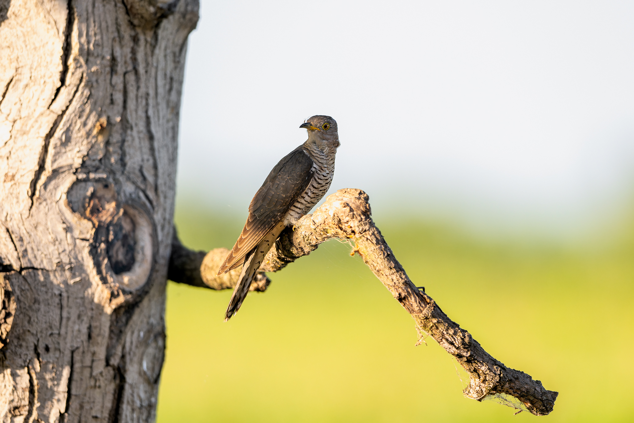 Cuckoo
