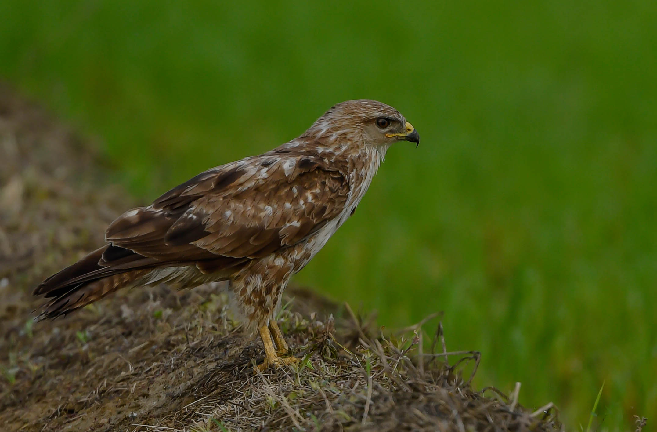 Buzzard