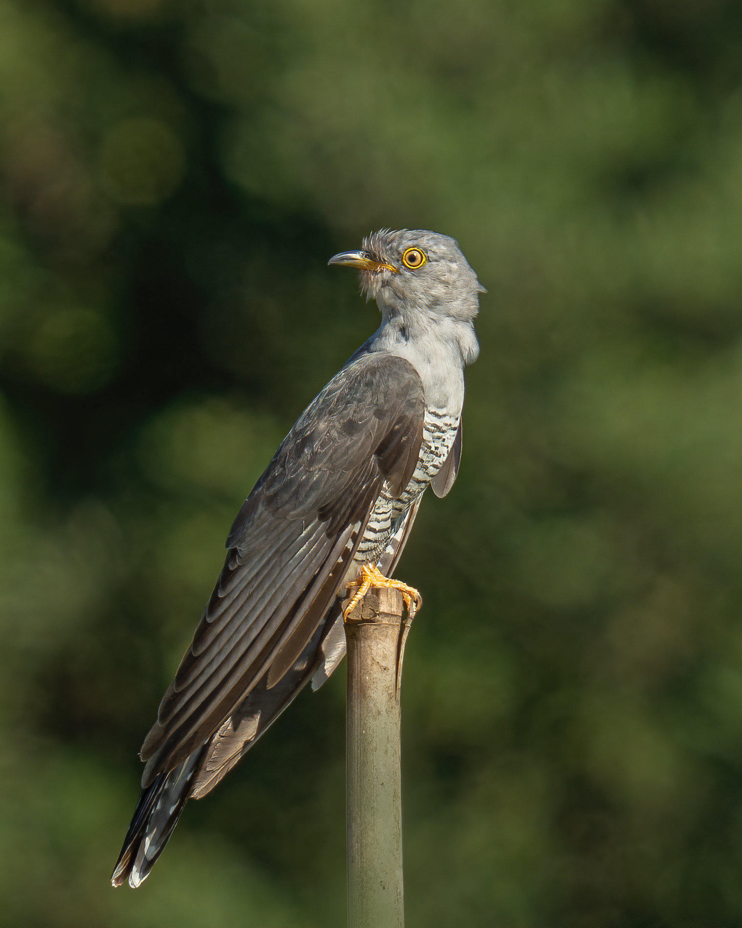 Cuckoo