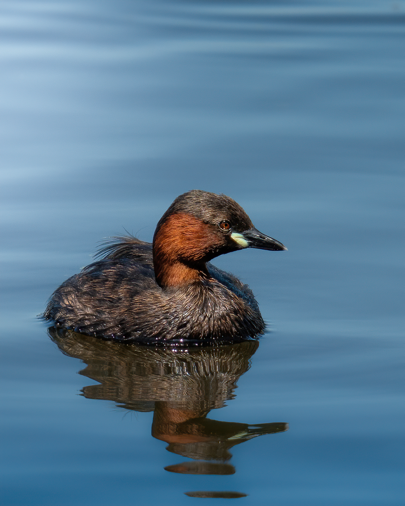 Dabchick