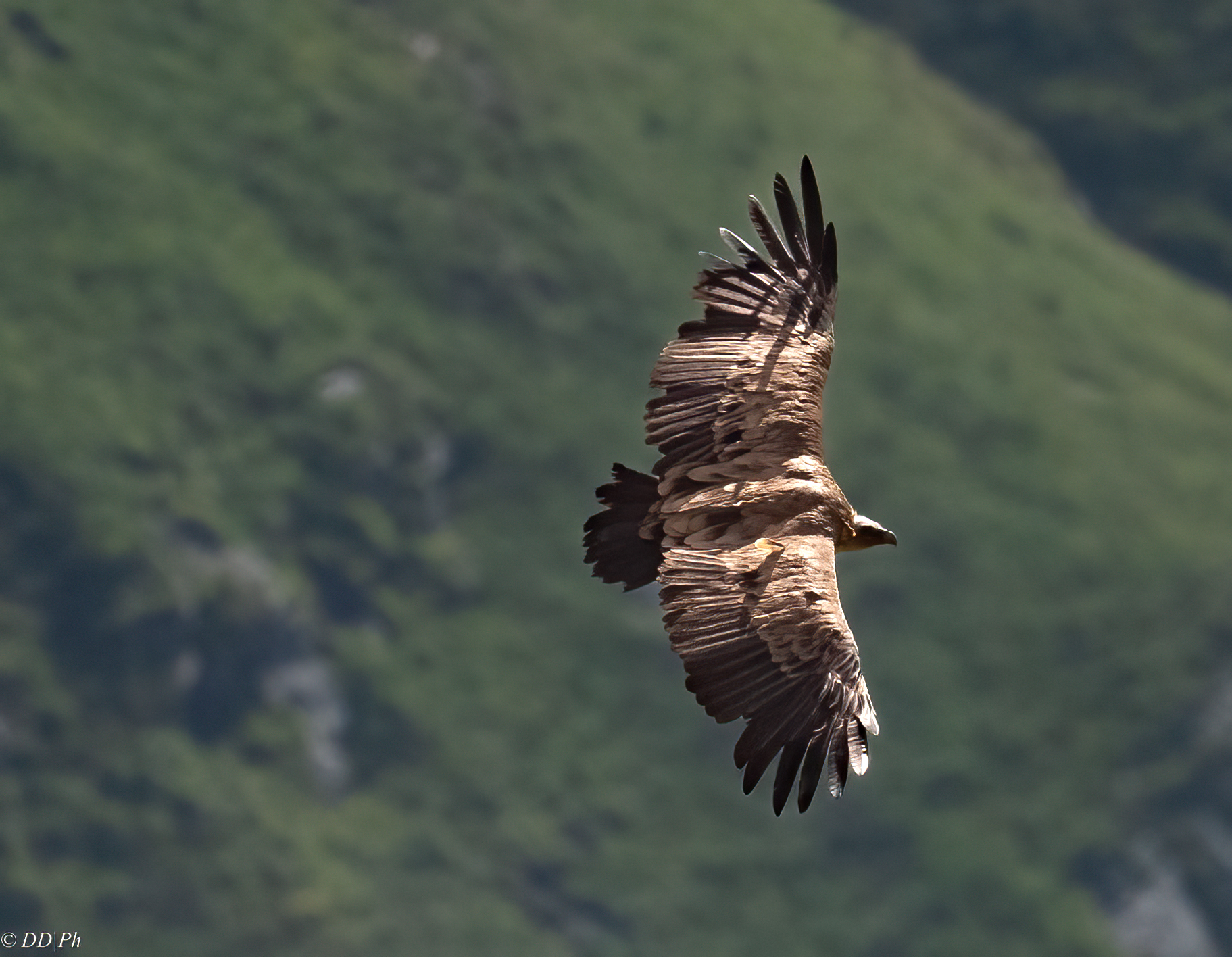 Griffon valley of Viu Piemonte