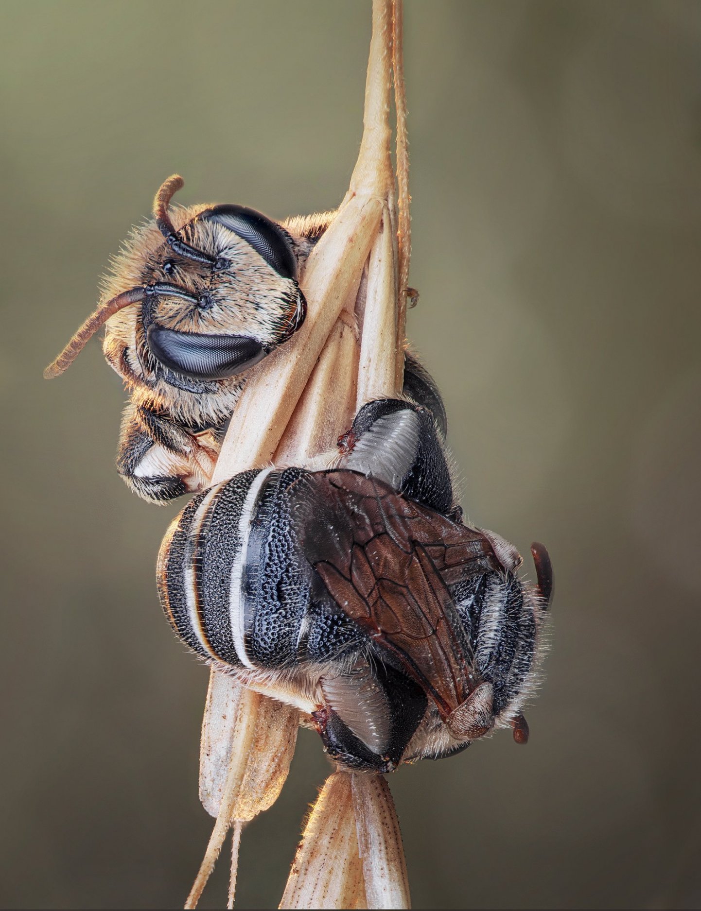 Bee