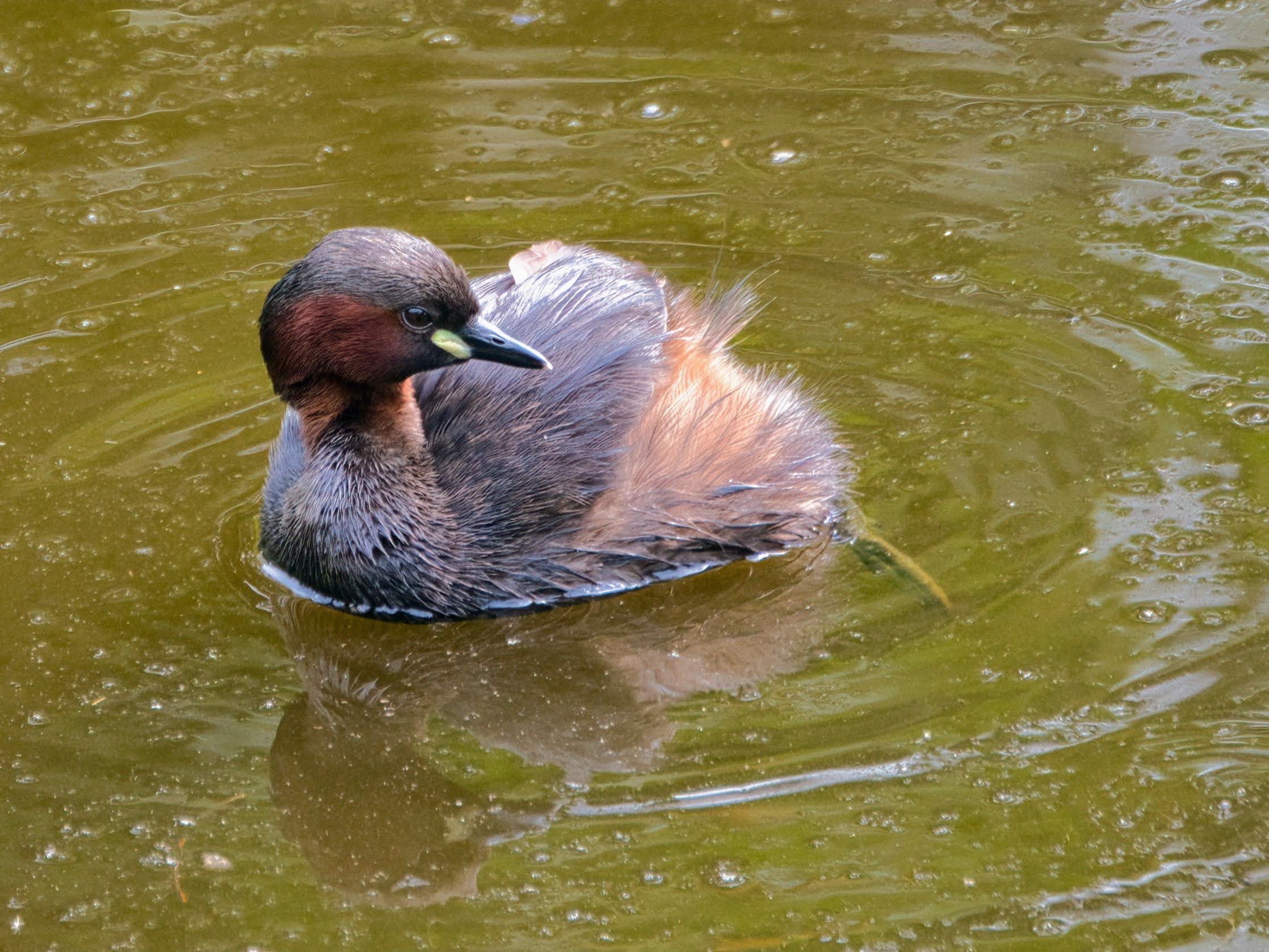 Dabchick