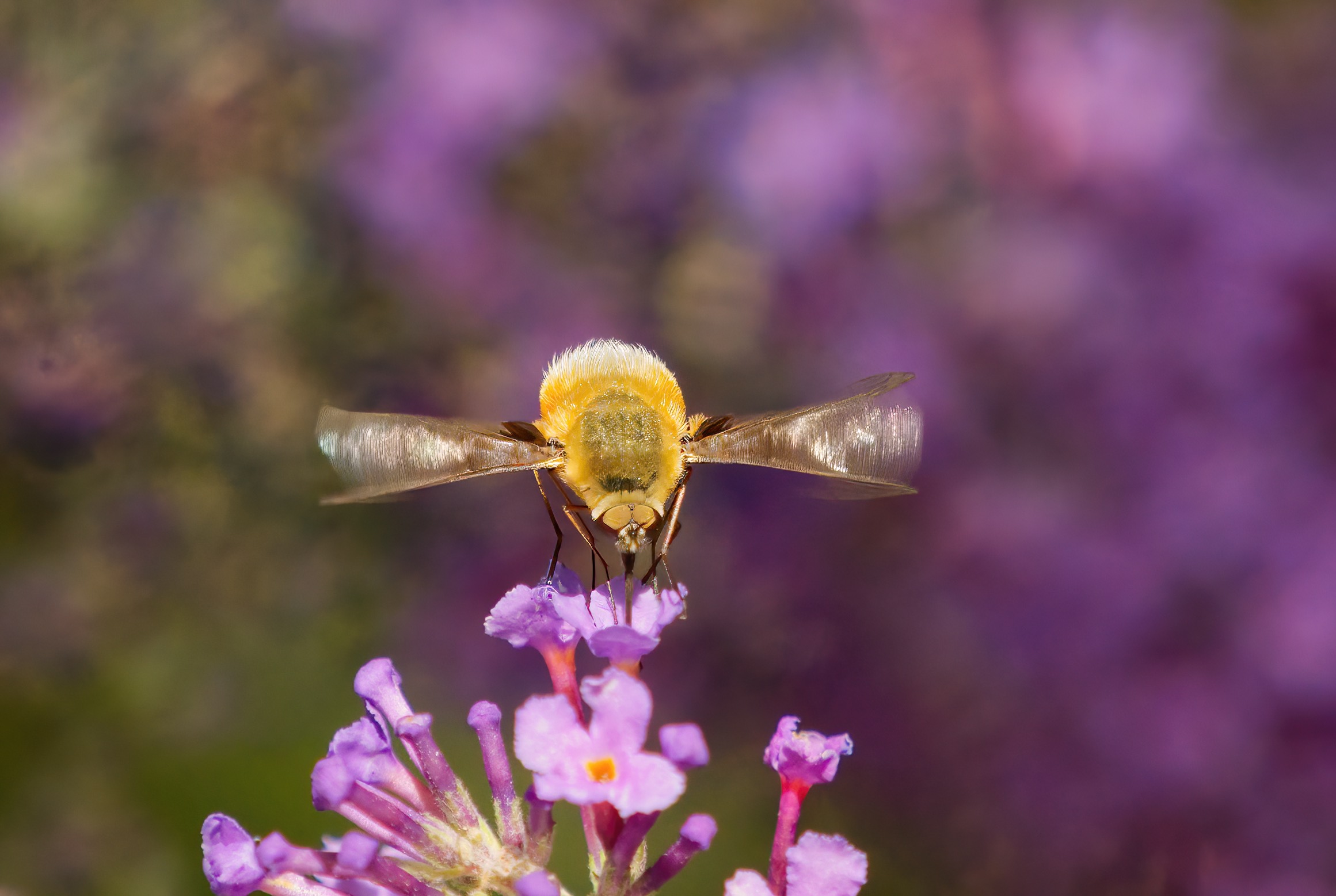 Le ali del Bombylius