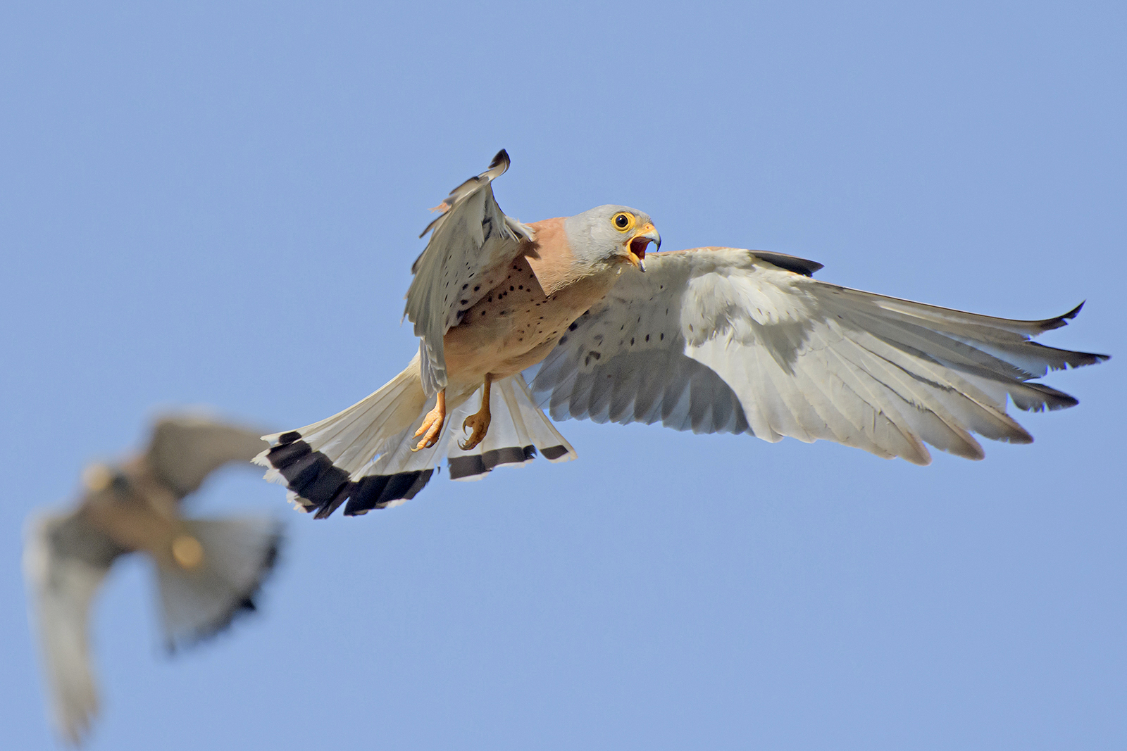 Lesser kestrel (male).