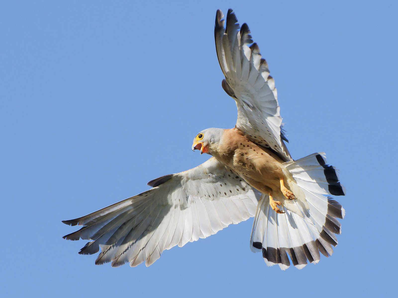 Falco grillaio (maschio).