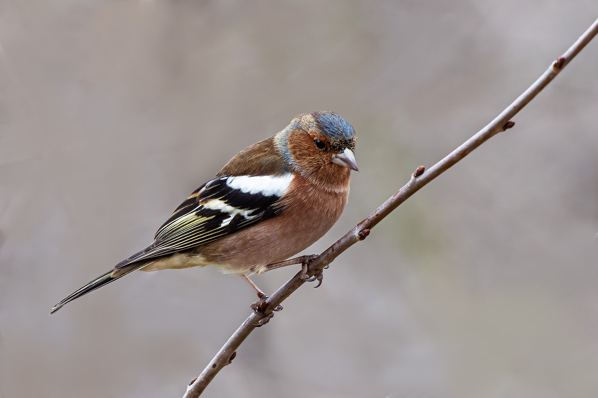 Chaffinch
