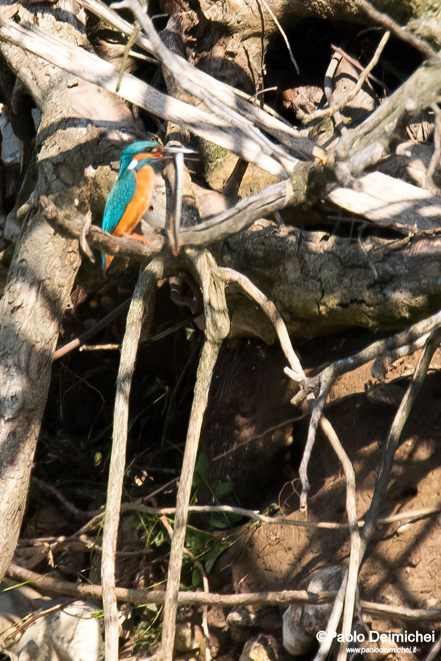 Kingfisher with Lamprey... as prey!