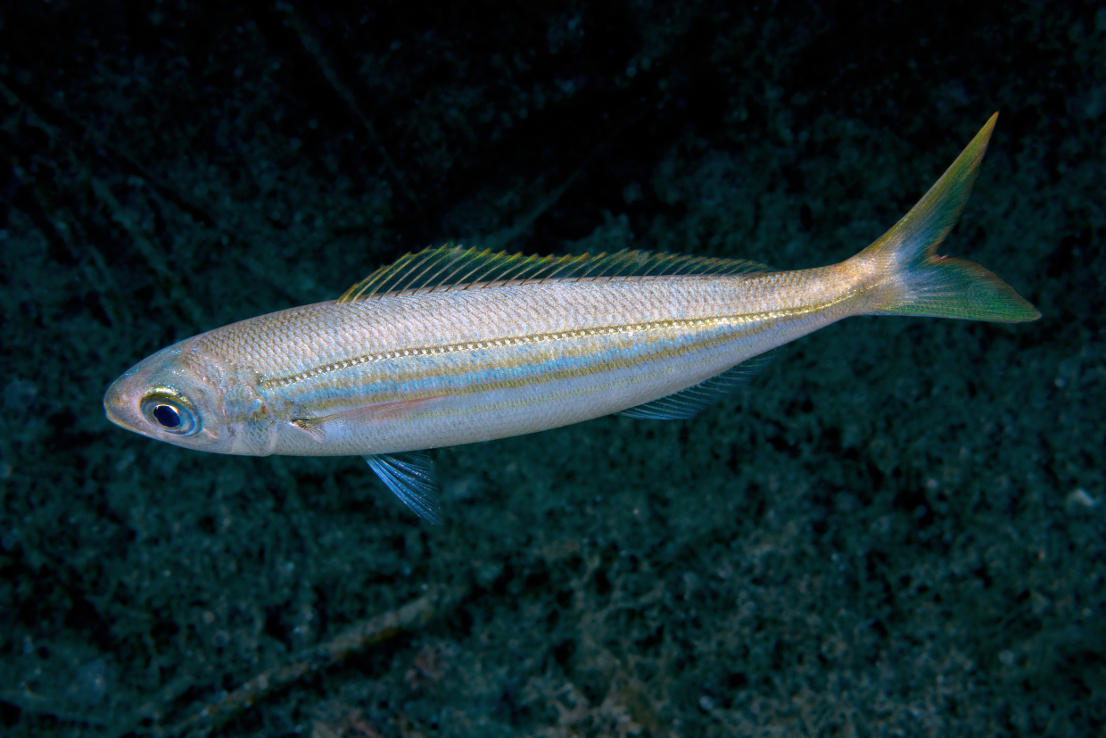 Boga