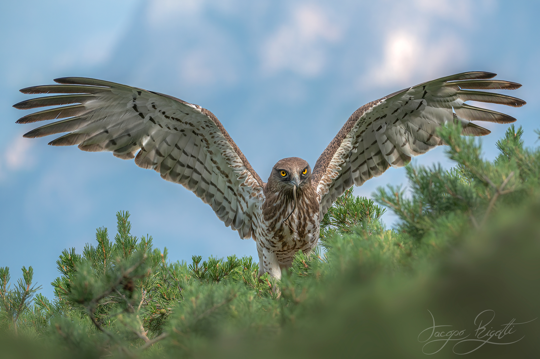Harrier eagle