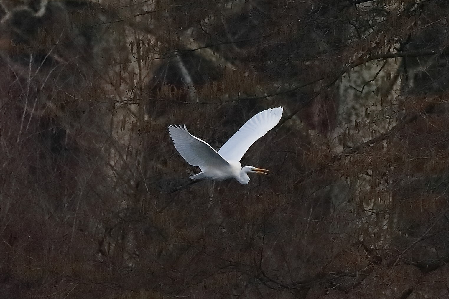 Airone BM 04 marzo 2023