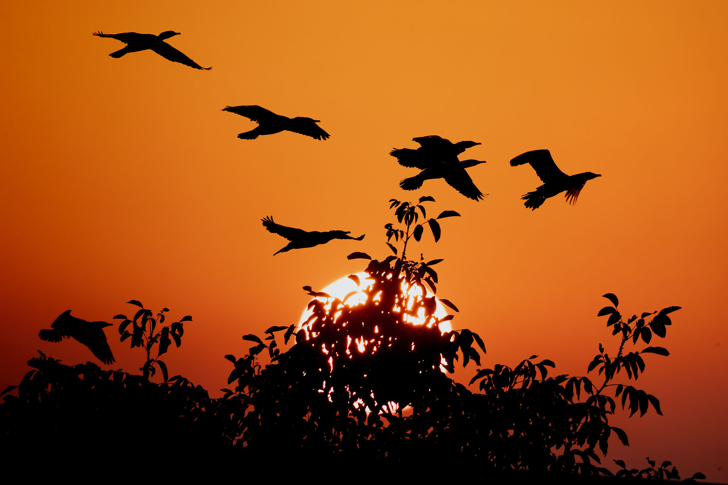 Marangoni in formazione