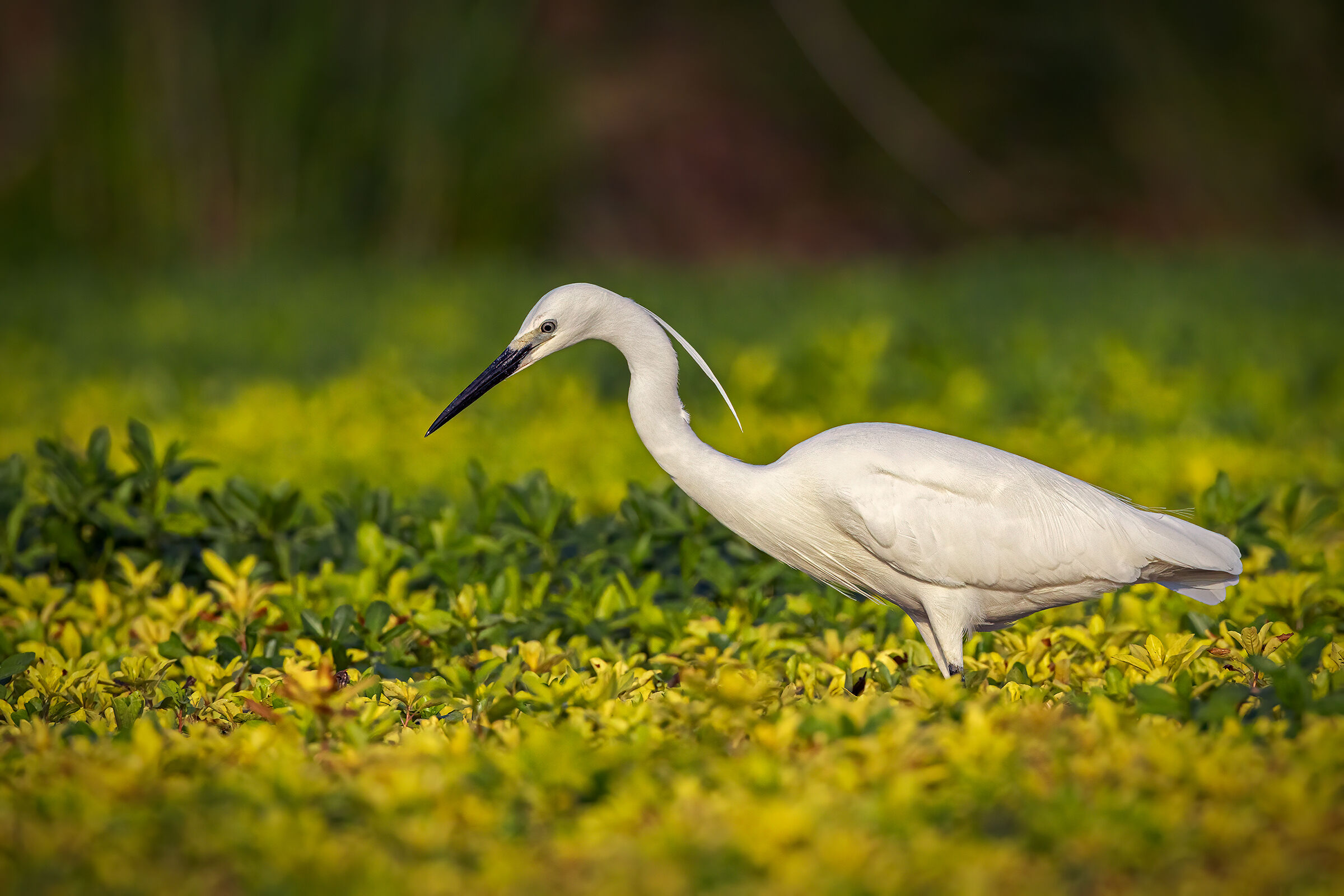 Garzetta a caccia tra la Ludwigia (*)