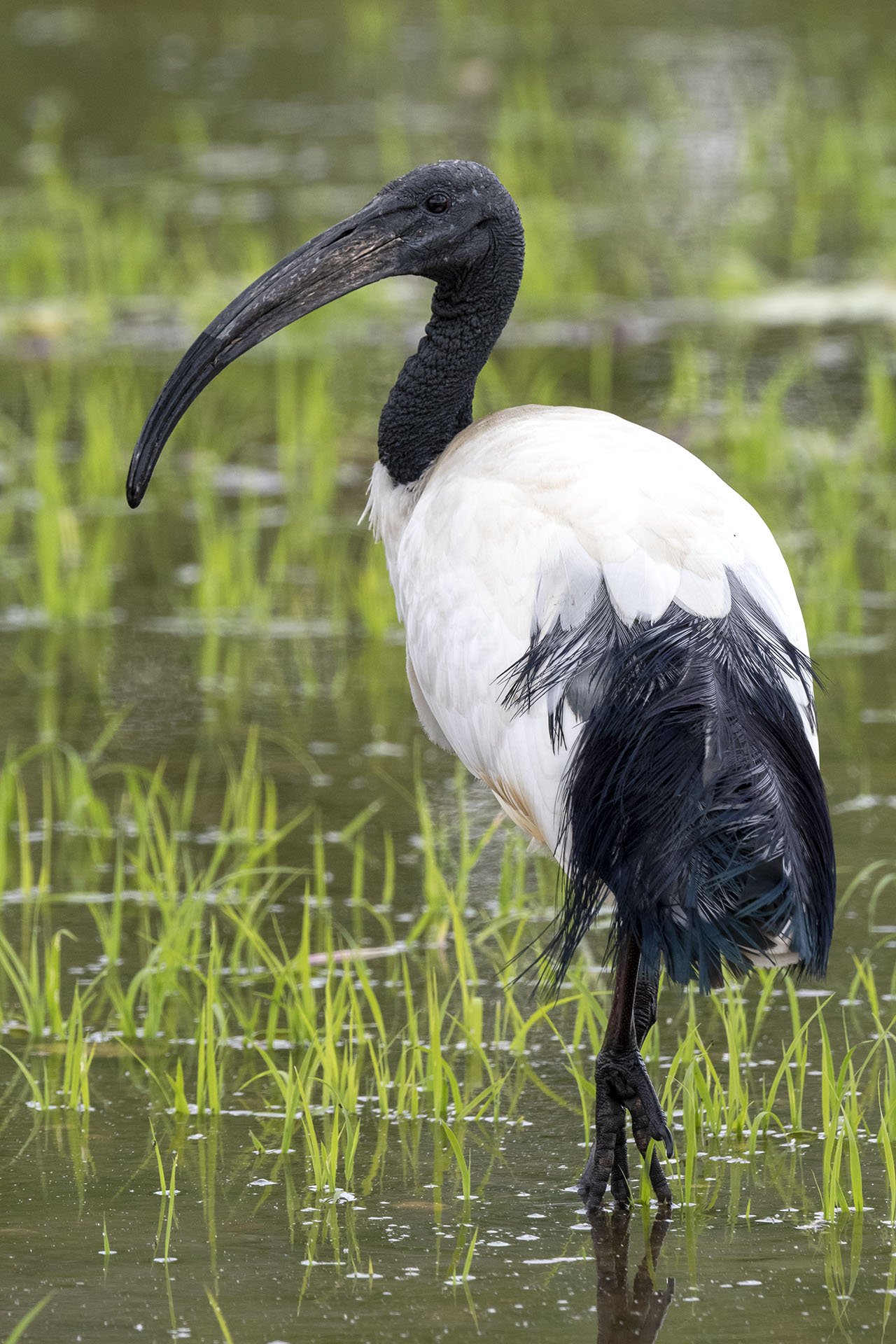 Sacred ibis