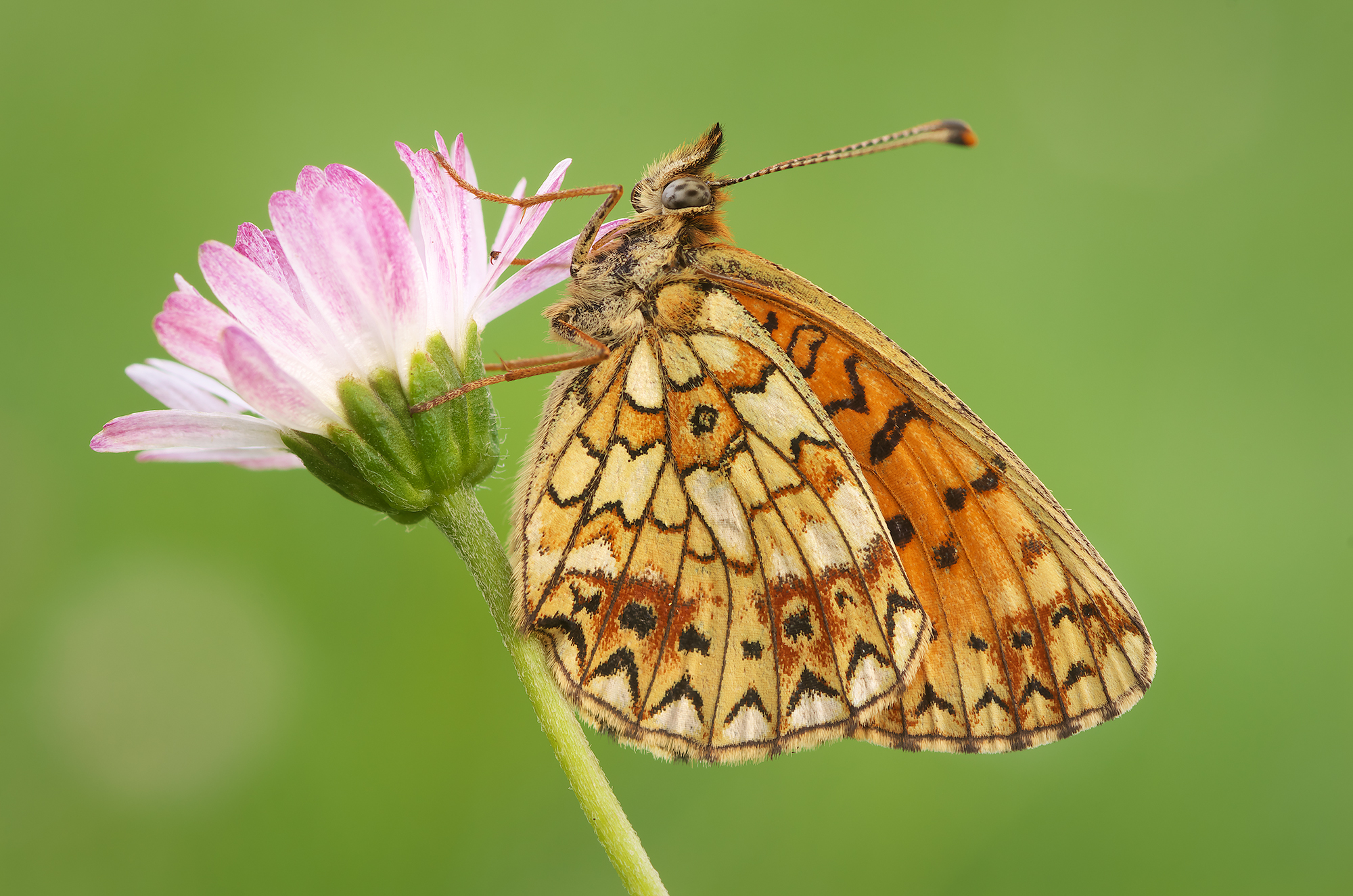 Boloria selene
