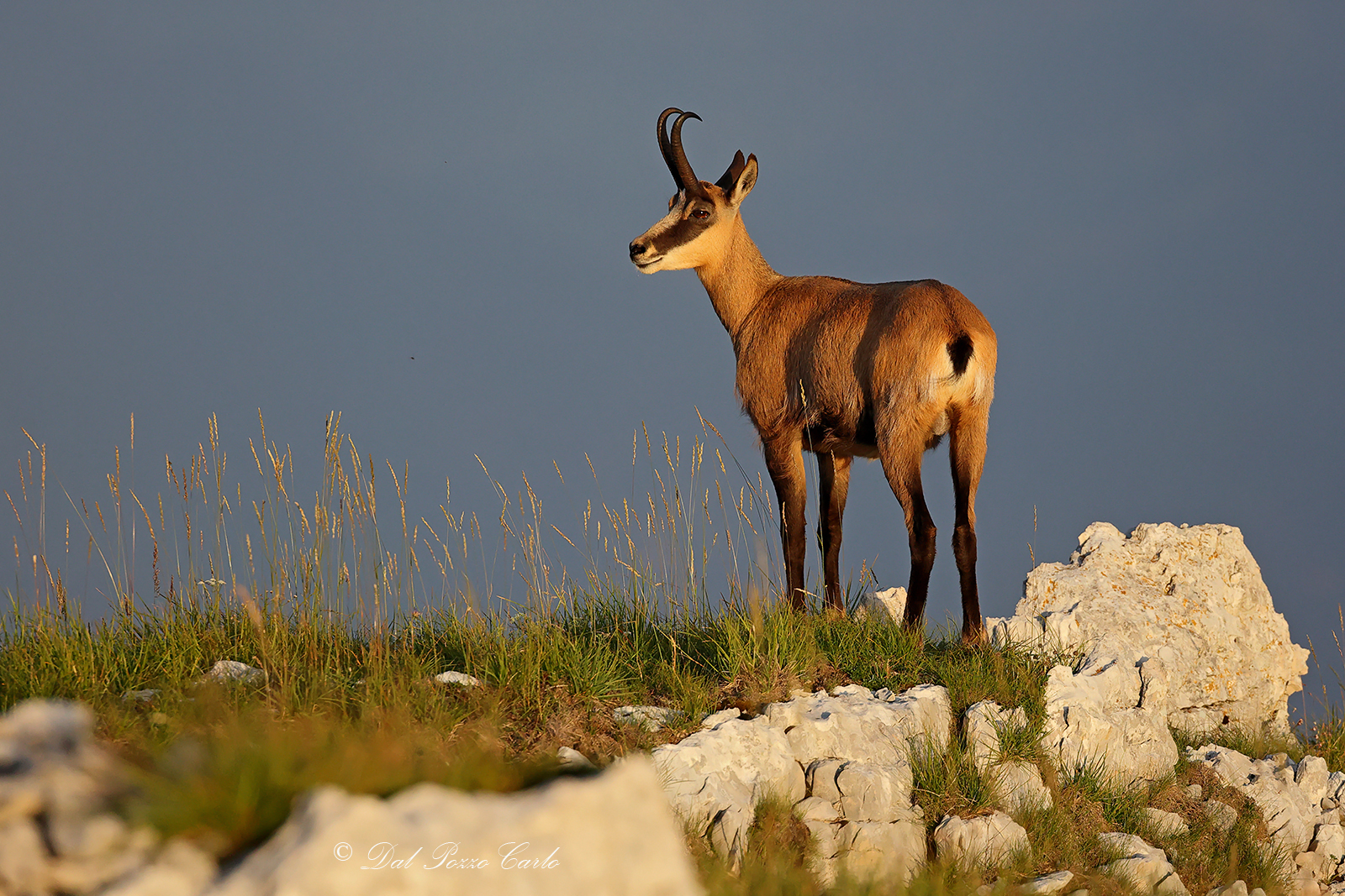 Waiting for the sunset