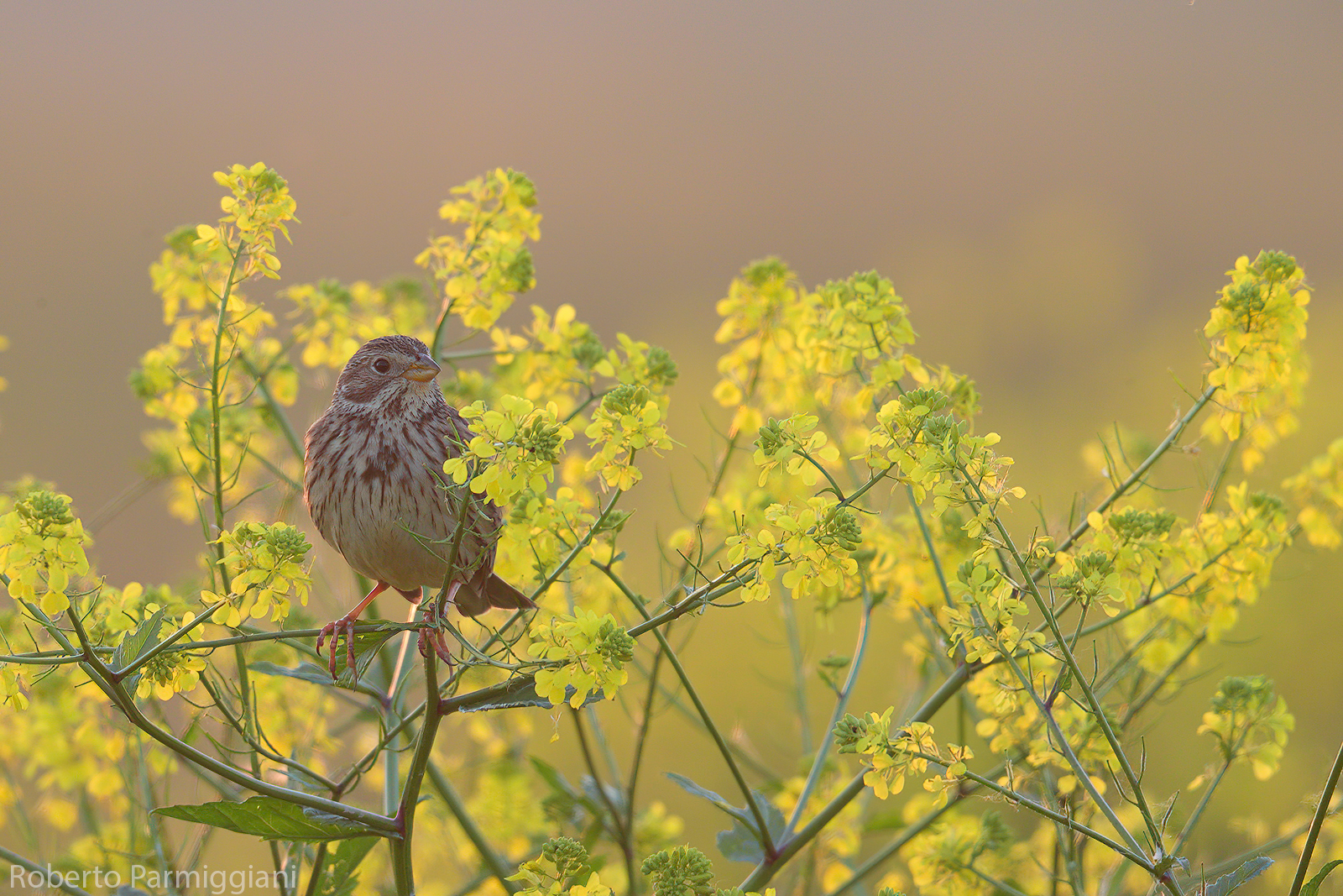 Corn bunting