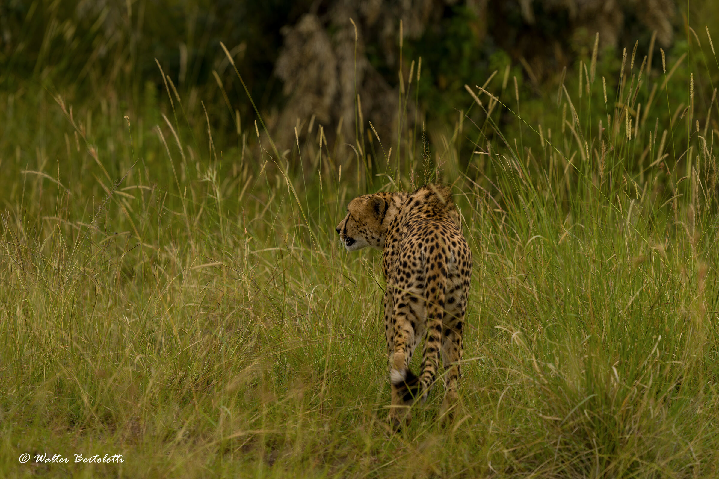 circospezione felina