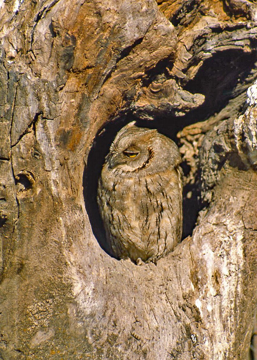 Camargue: Assiolo "mimetizzato" (1984)
