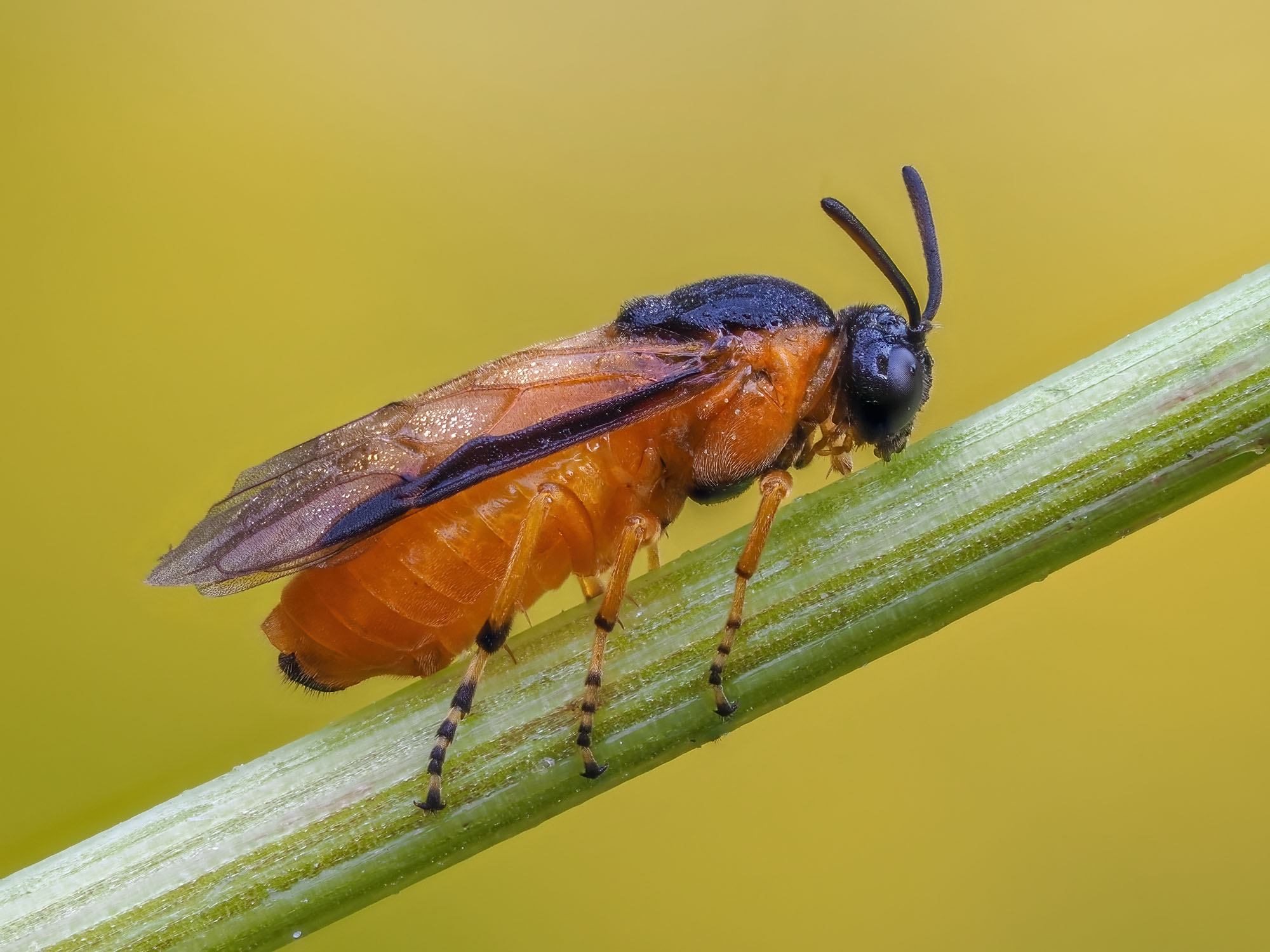 Arge ochropus