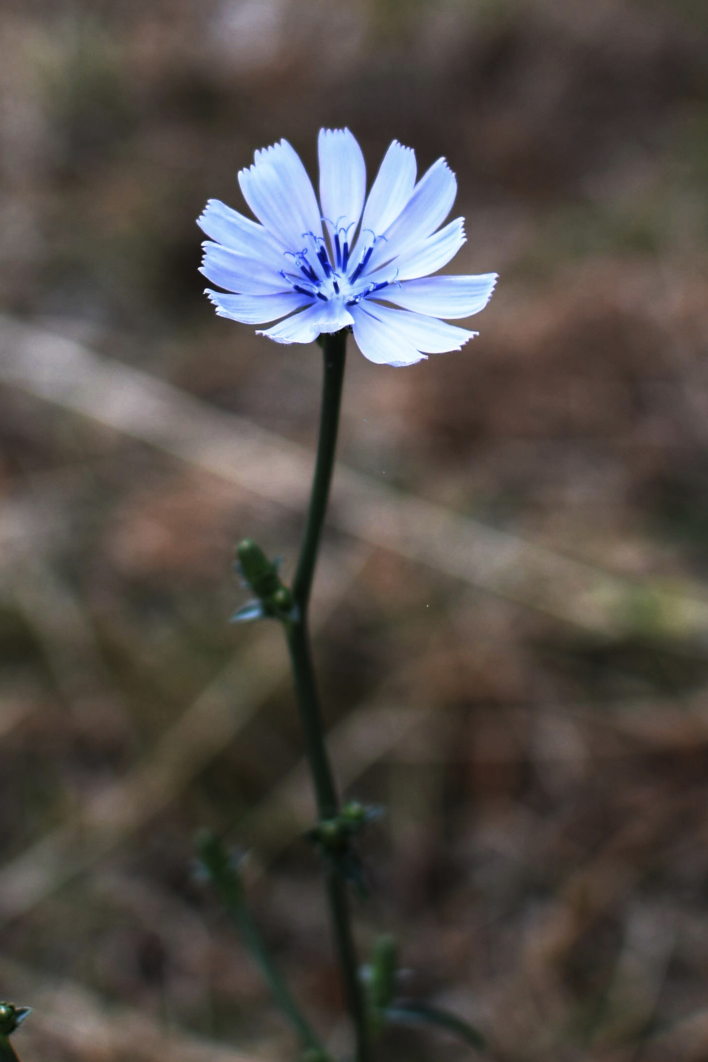 Un fiore di estrema bellezza…