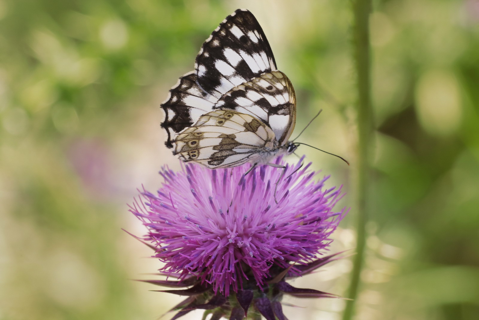 Melanargia galathea