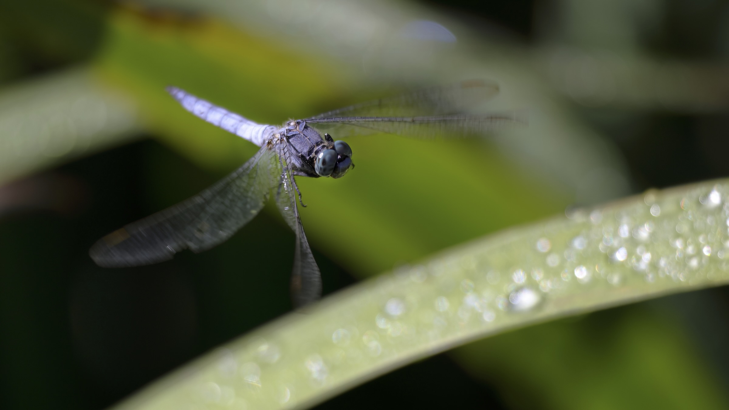 Dragonfly