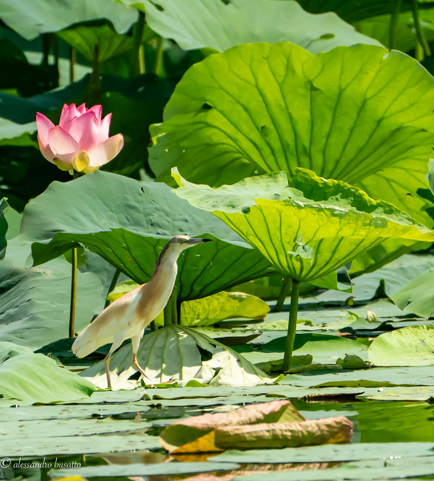 Squacco gauze near lotus flower