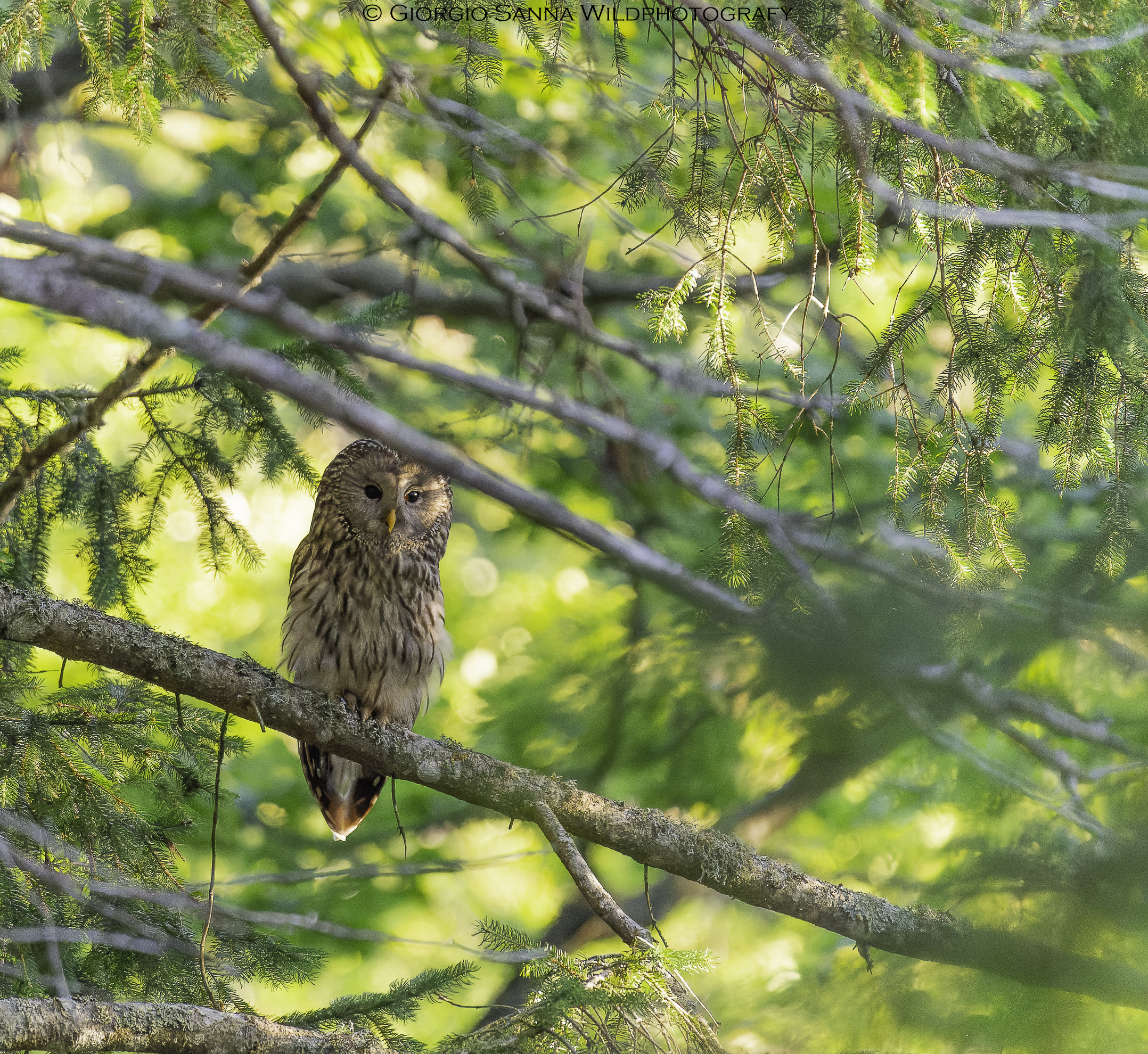 Tawny owl of the Urals