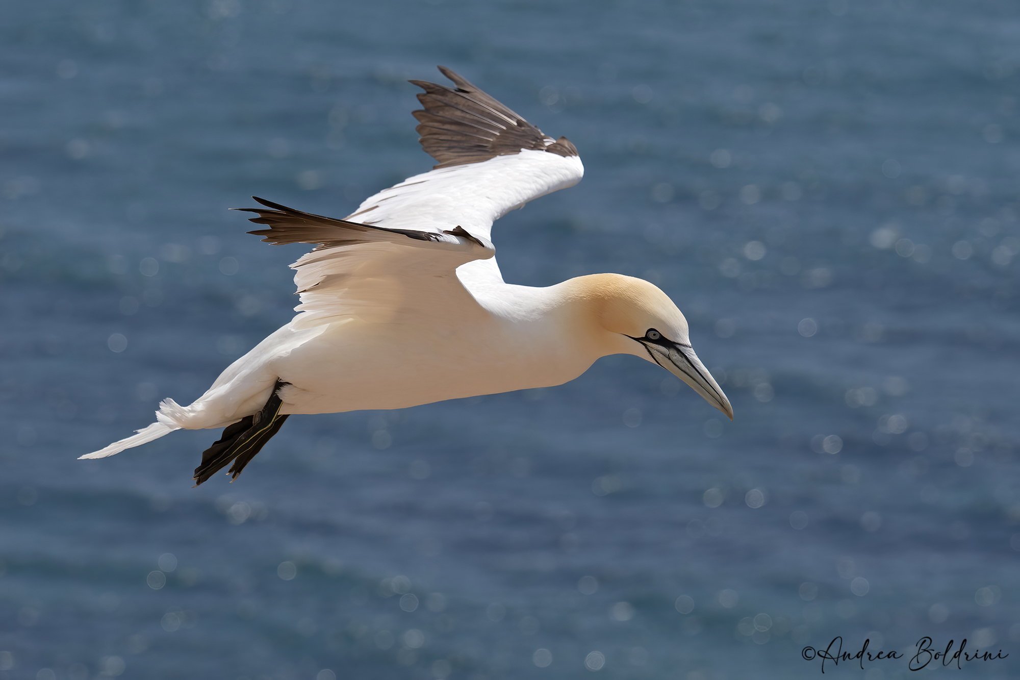 Gannet