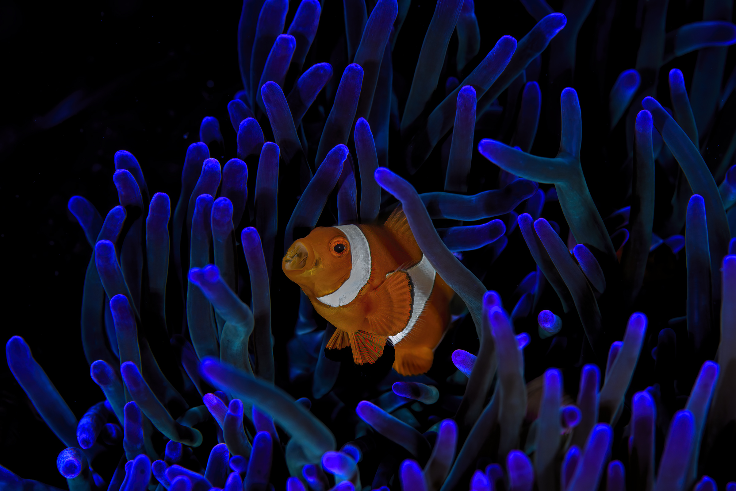 clownfish