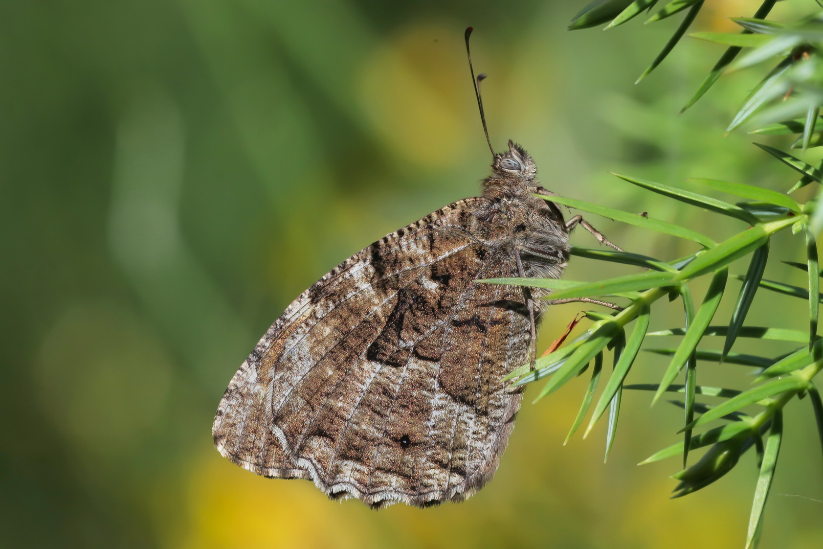 Hipparchia sp. z o.o.