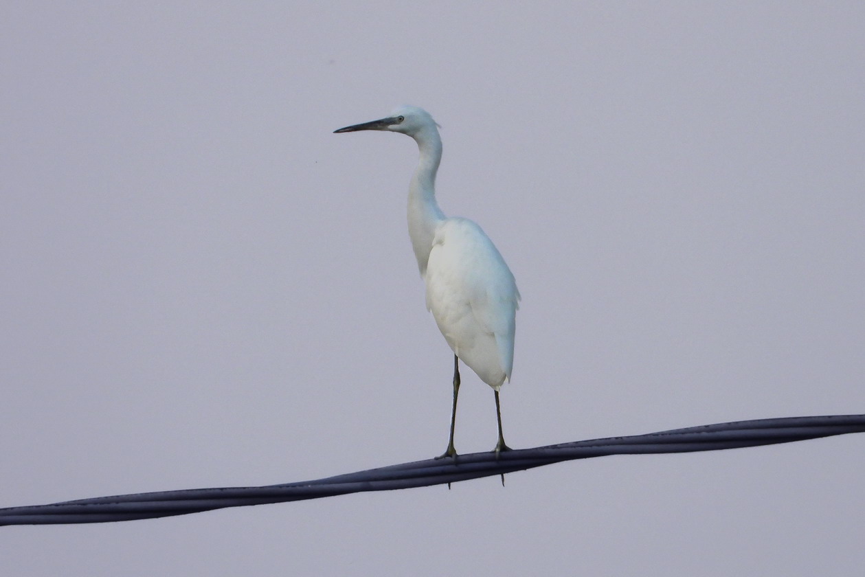 Egretta egret