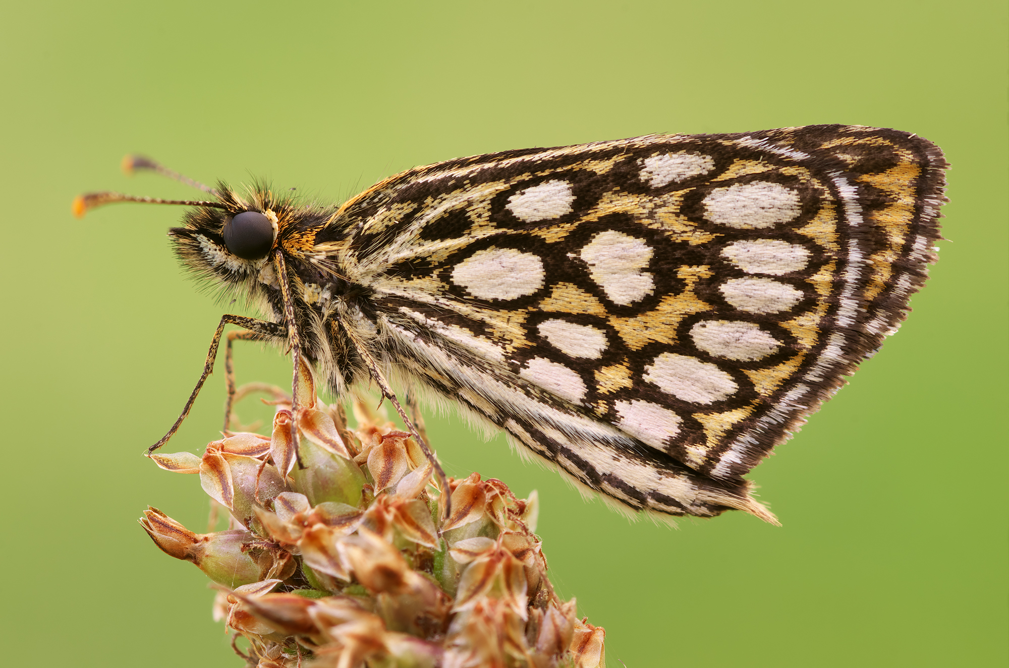 Heteropterus morpheus