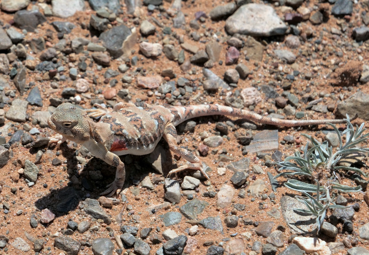 Tuva Toad-headed Agama