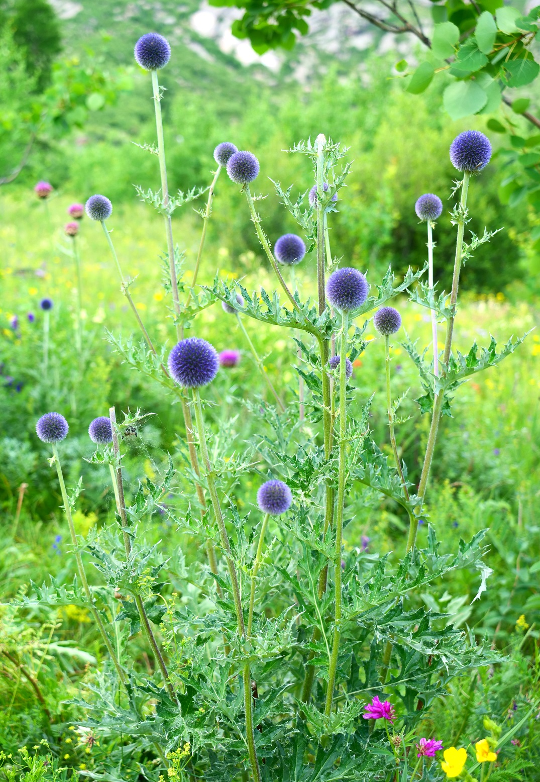 Amazing Mongolian plant