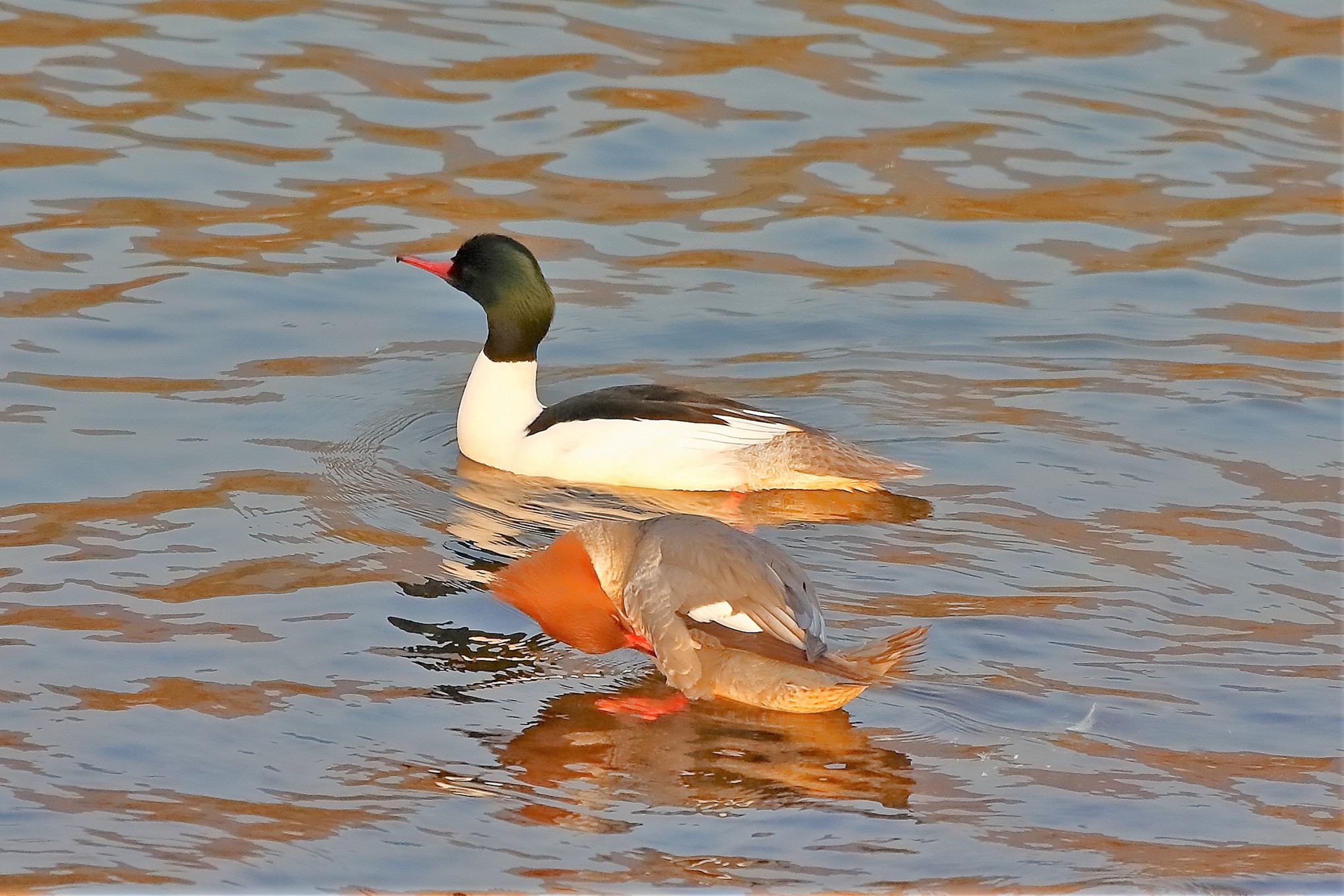 Smerghi 04 marzo 2023