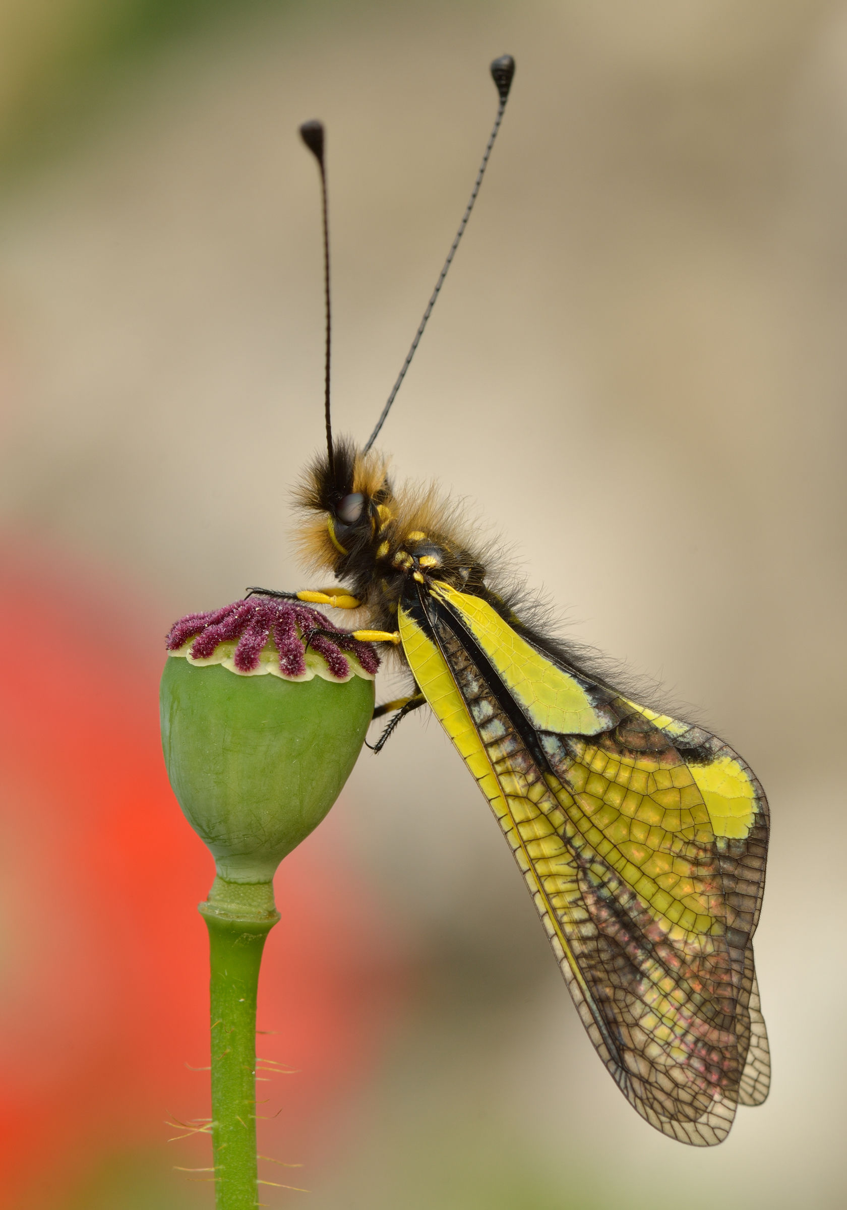 Libelloides coccajus