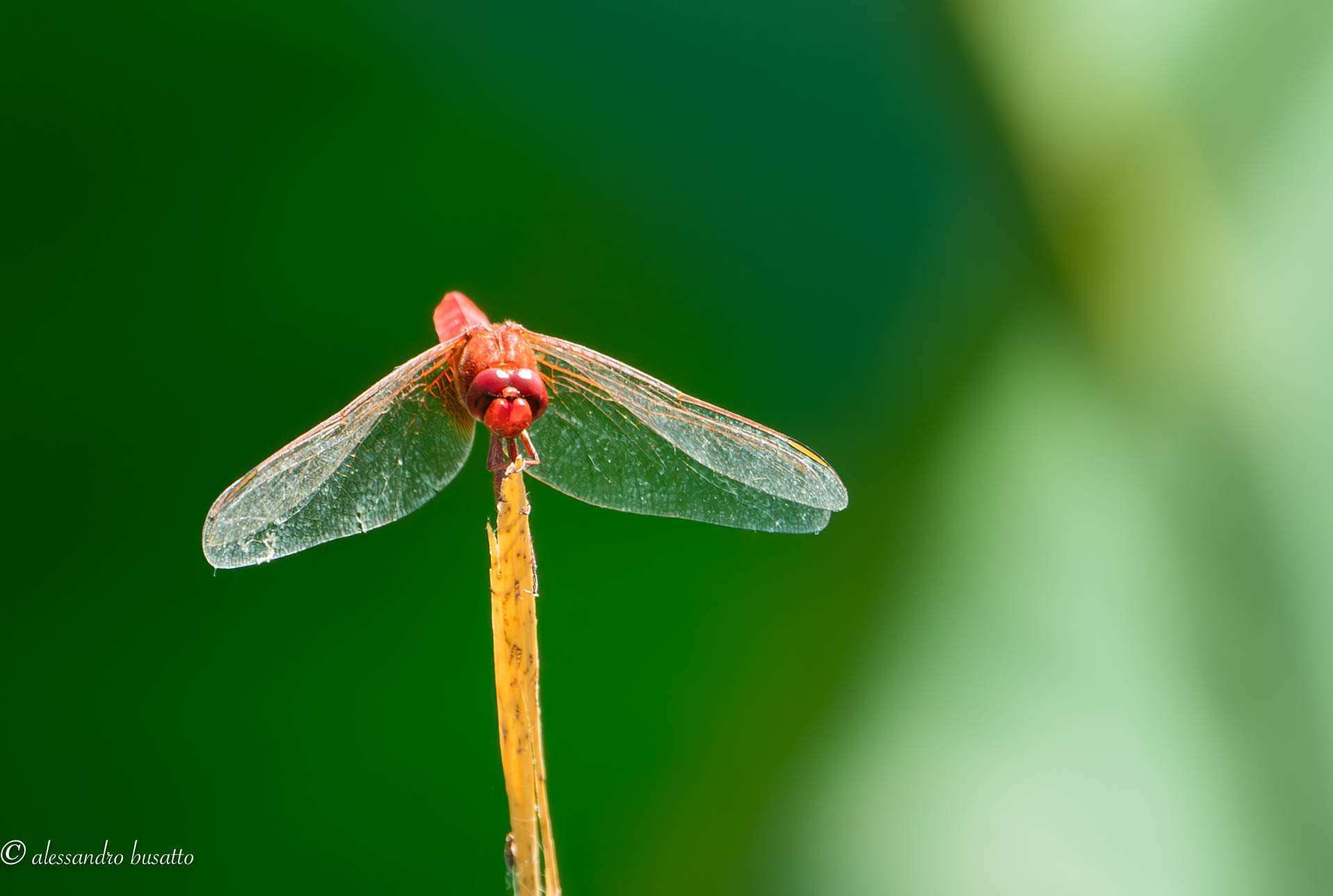 Libellula rossa