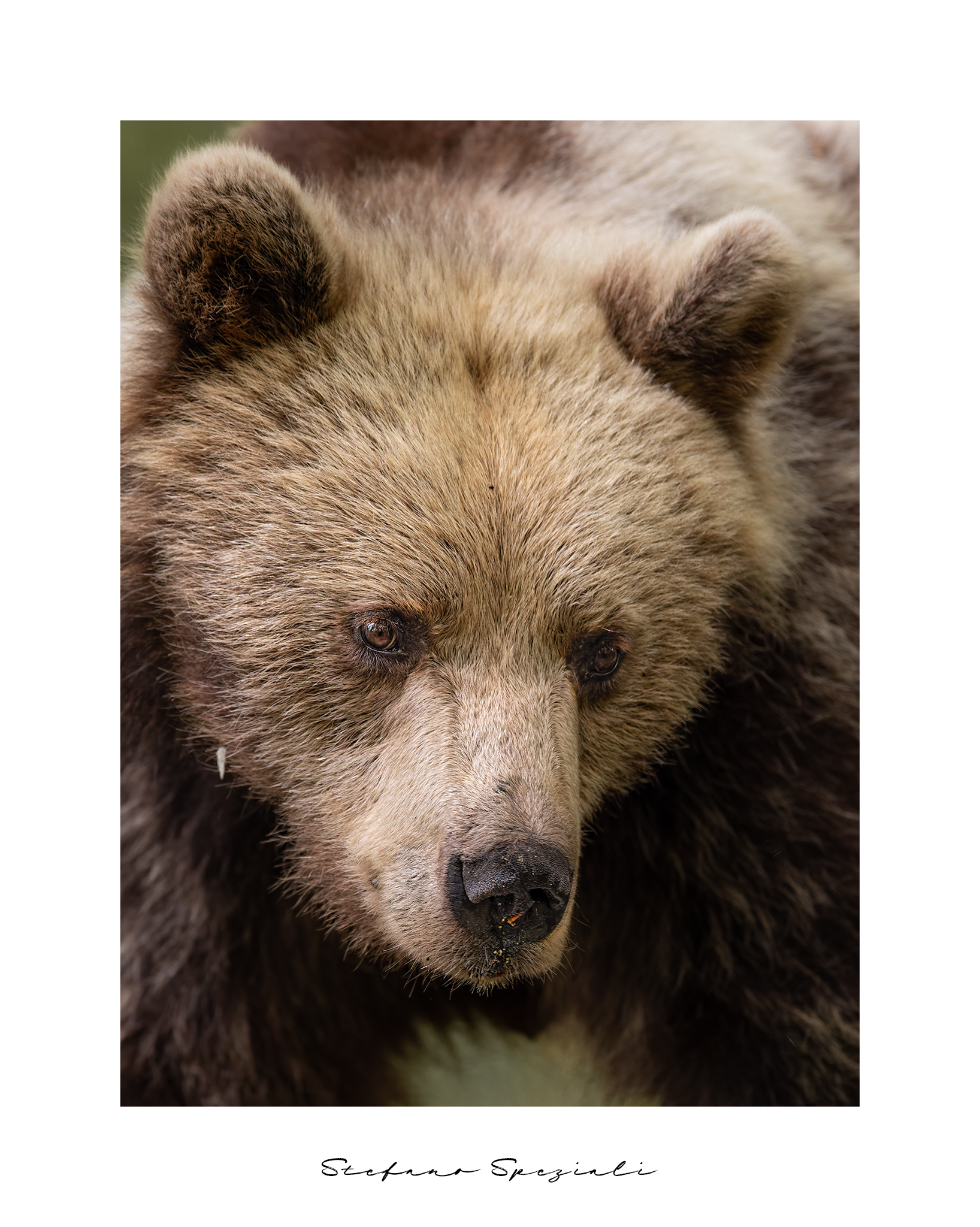 Orso bruno europeo - Ursus arctos arctos