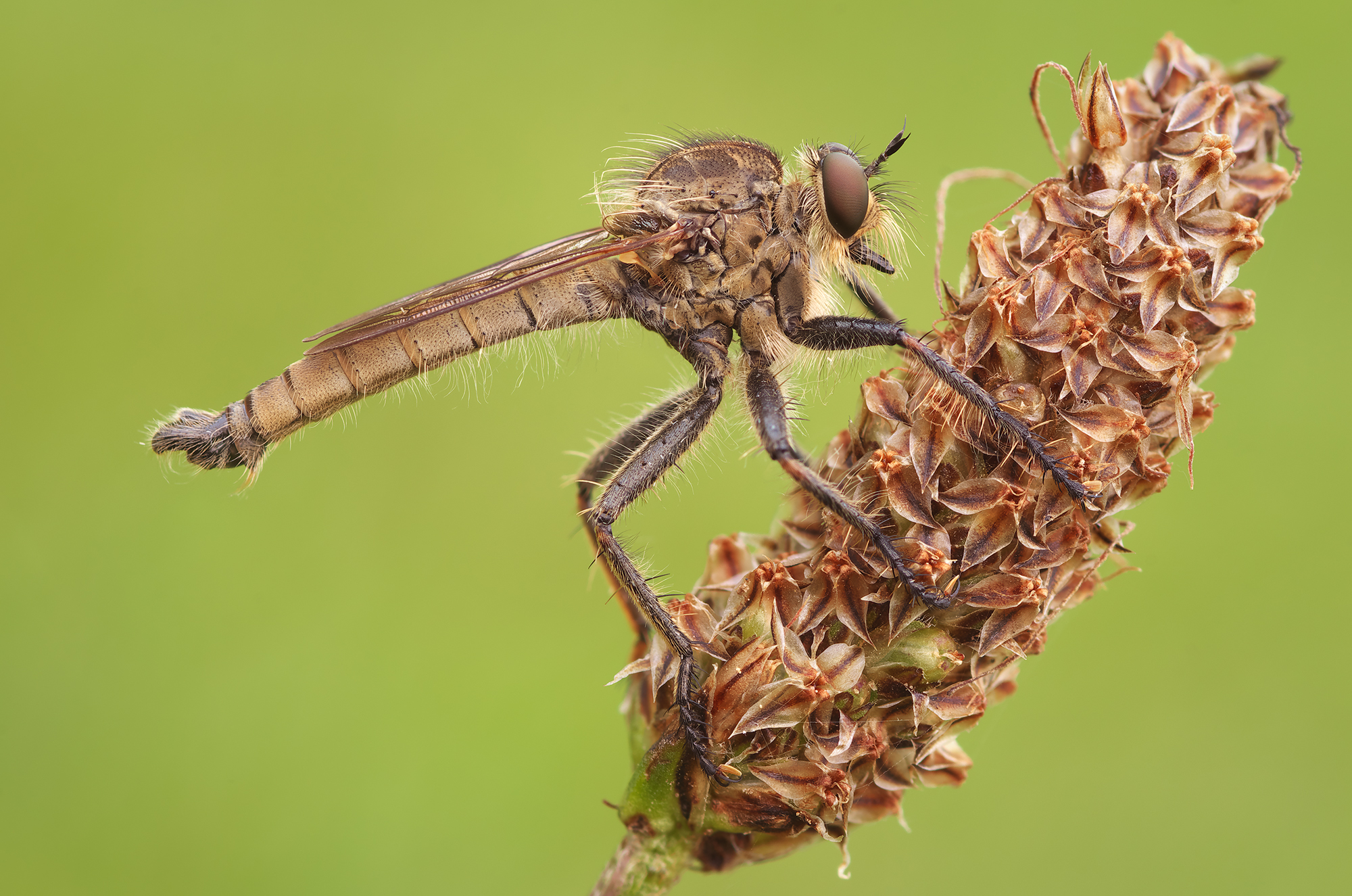 Asilidae