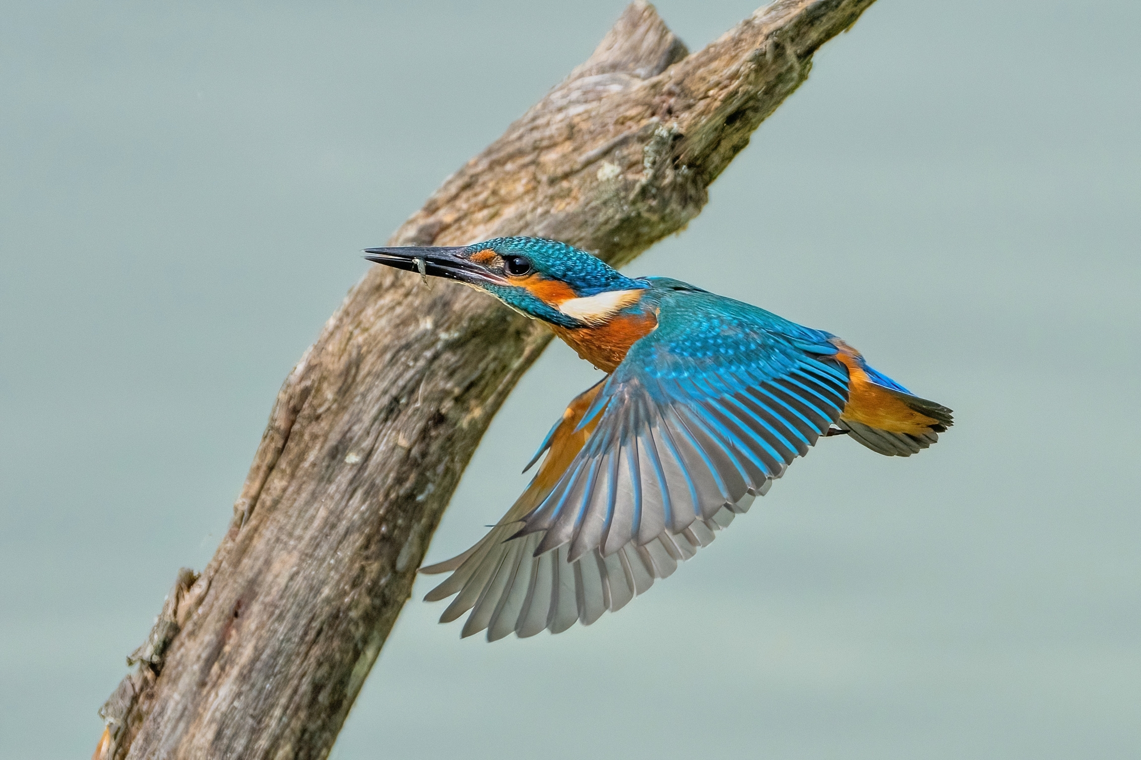 Kingfisher
