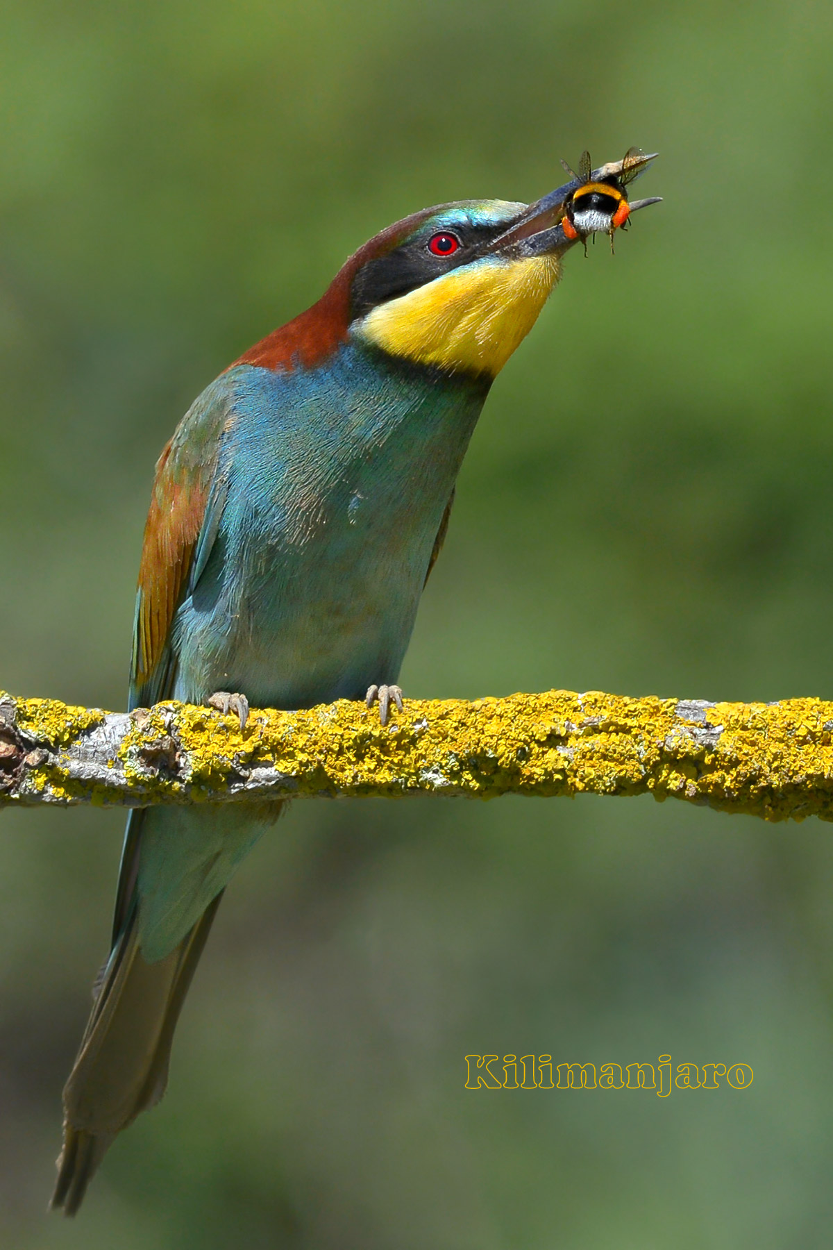 Bee-eater with bumble bee
