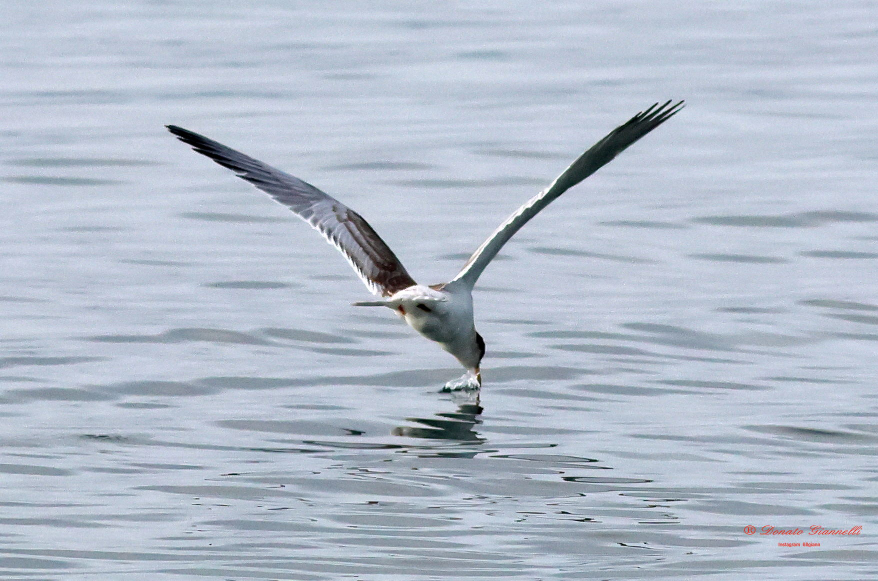 Tern