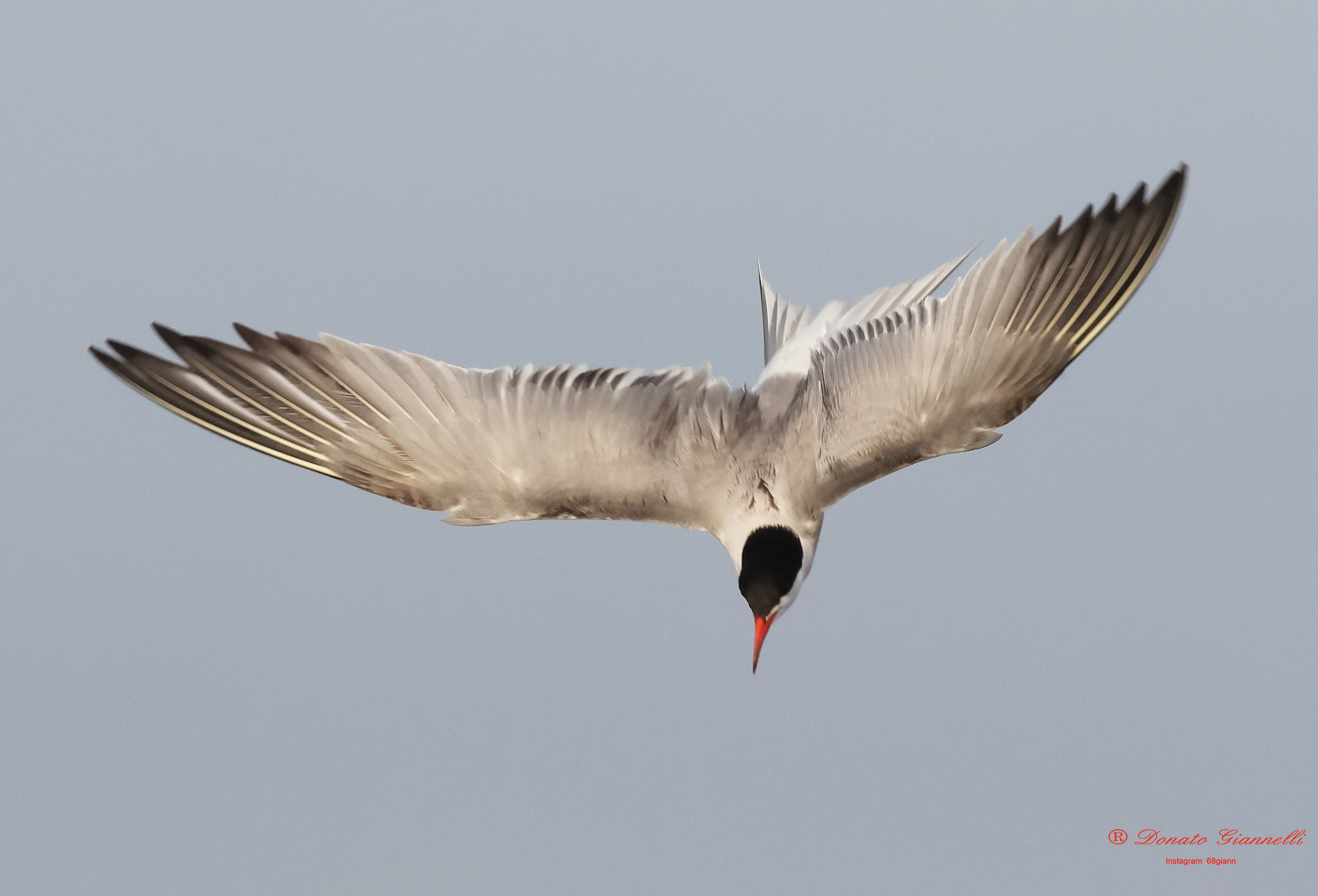 Tern