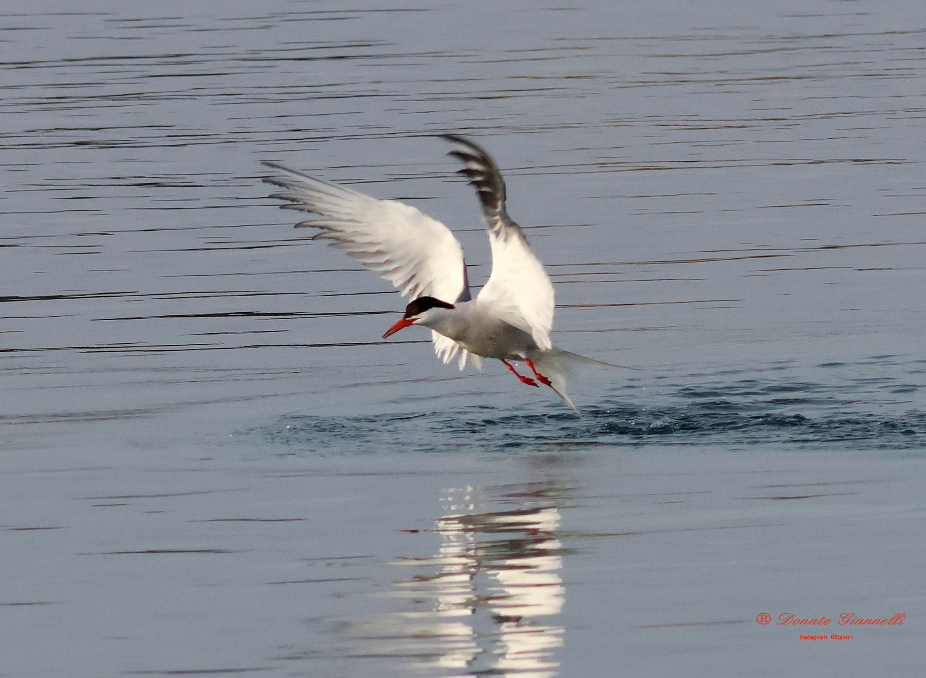 Tern